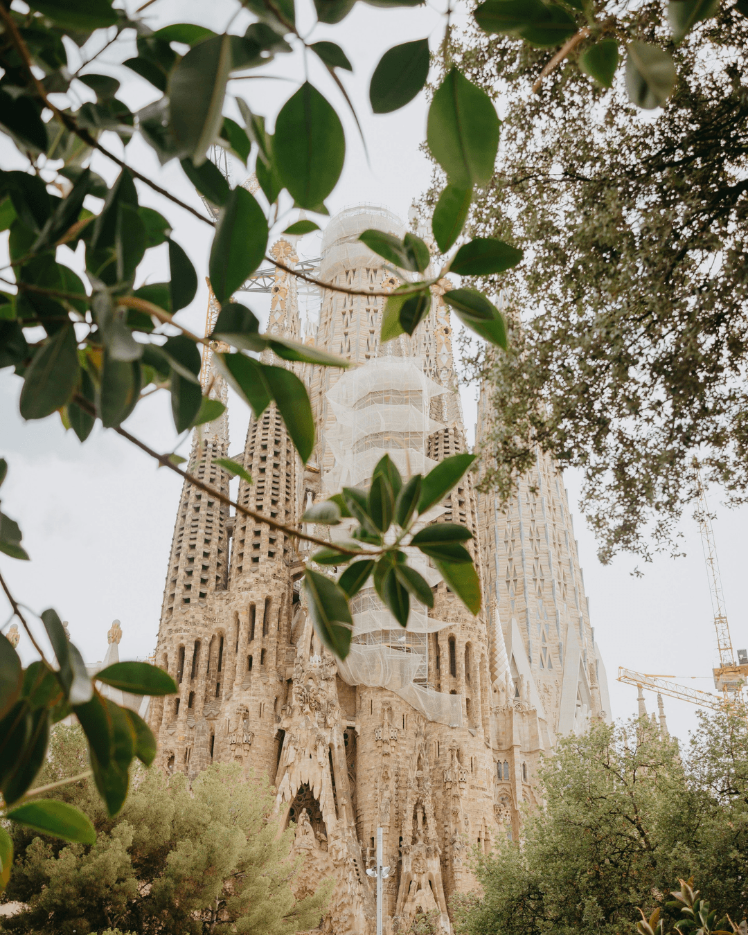 Sagrada Família towers seen through tree branches, central tower under construction.