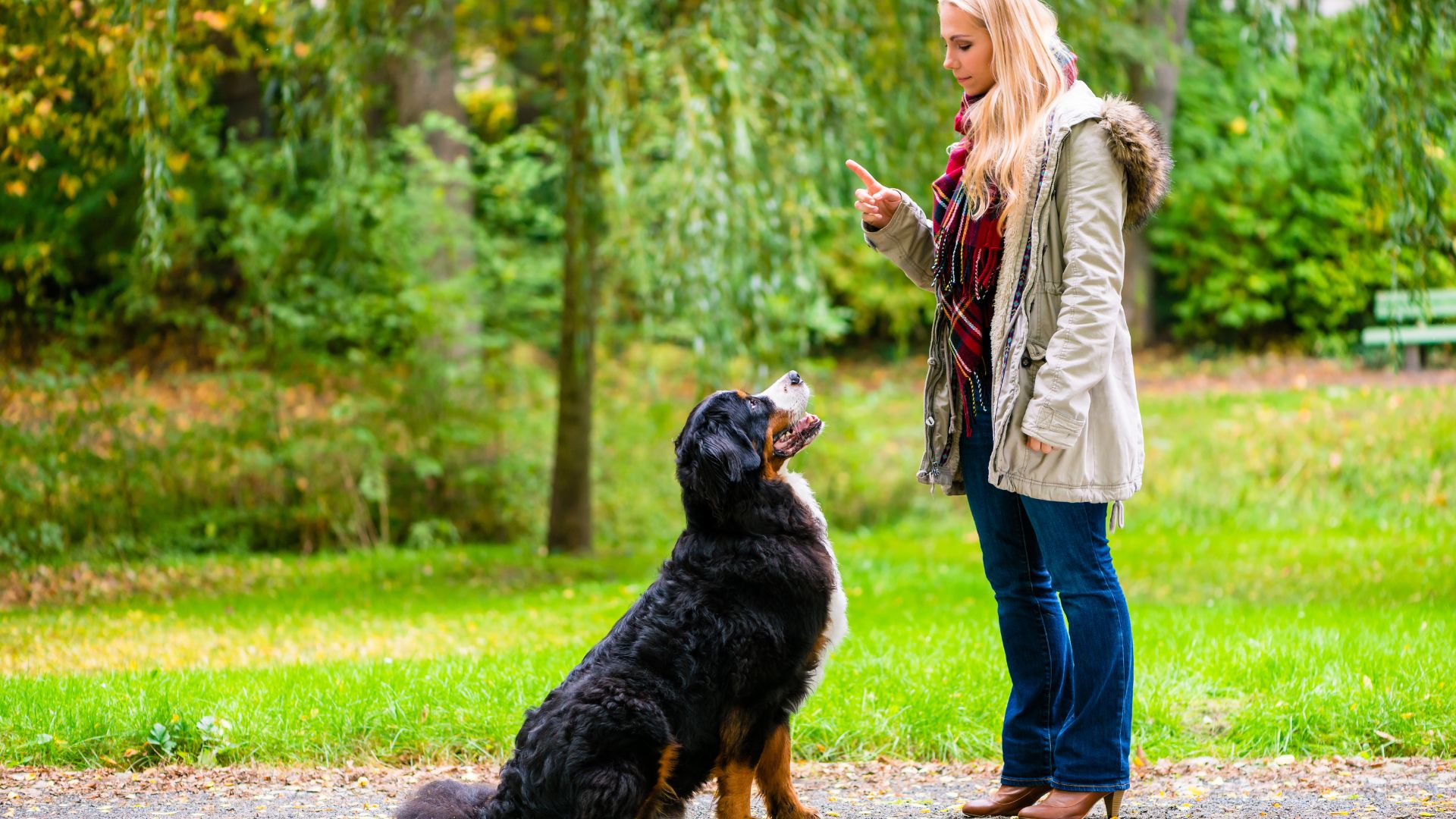 pup-scouts-board-and-train