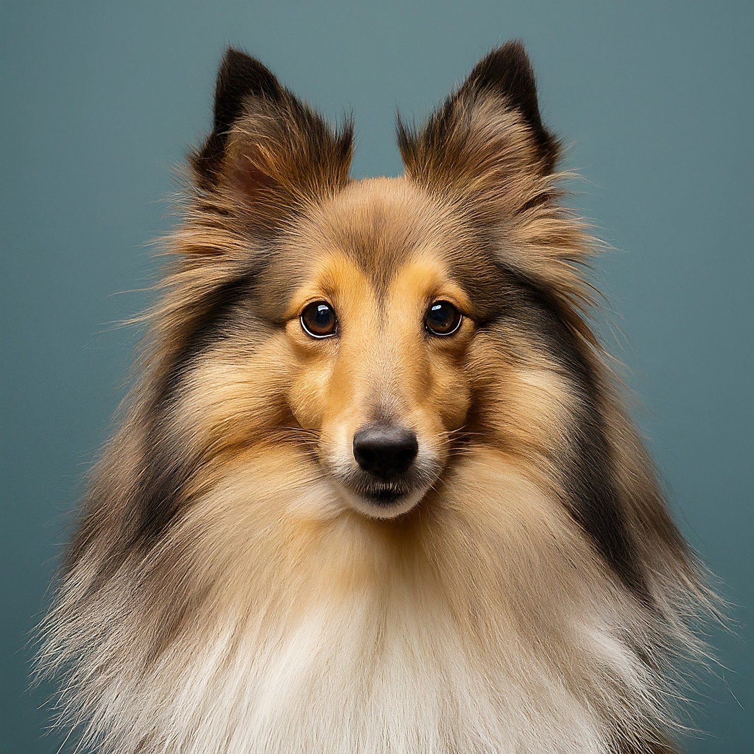 BUDDYUNO, Shetland Sheepdog