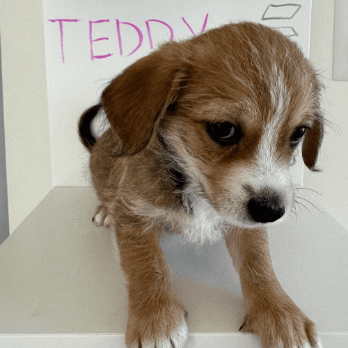 teddy