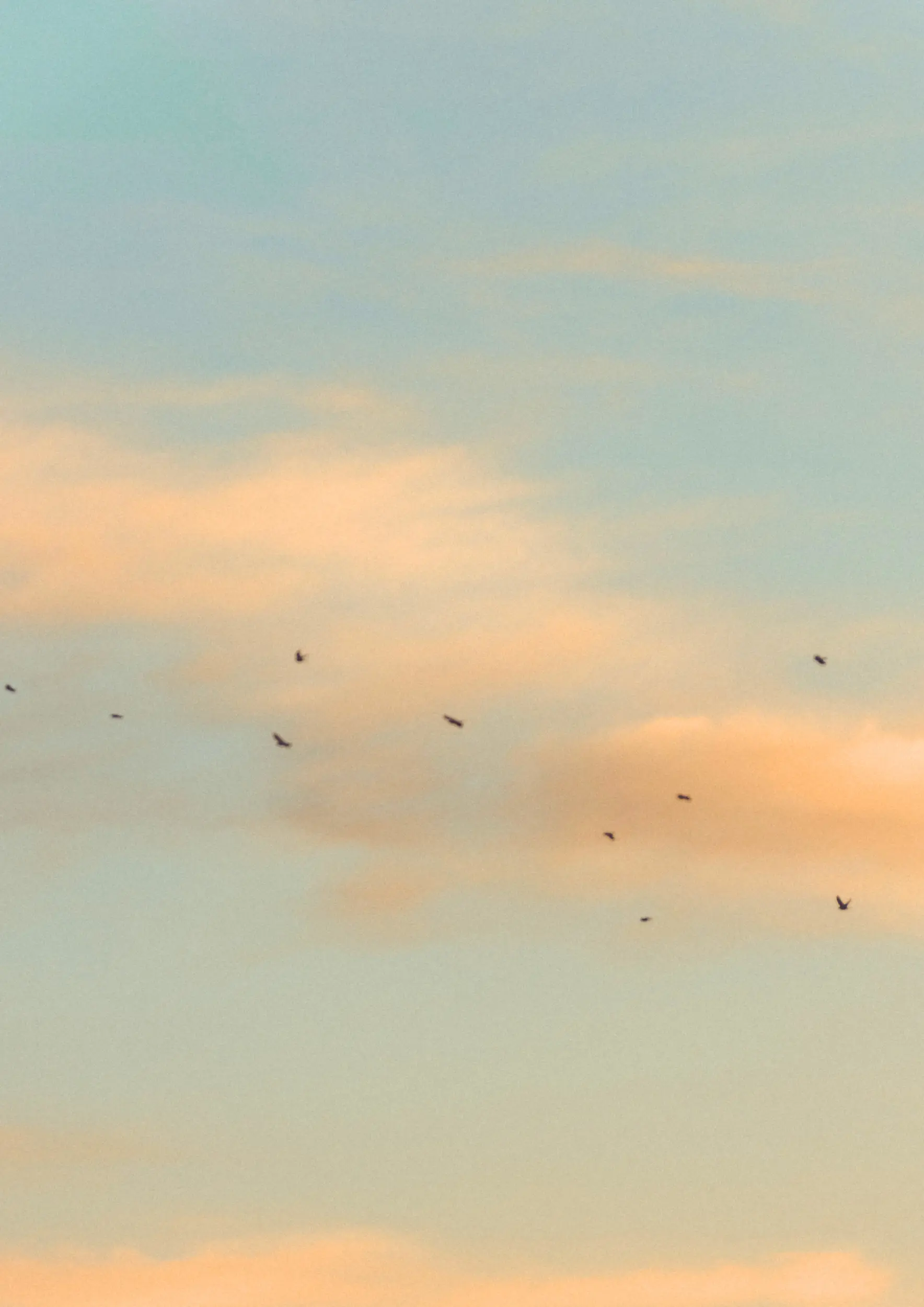warm-toned sky at sunset; pale orange clouds against a fading blue sky, a group of birds fly from right to left, suggesting end of summer