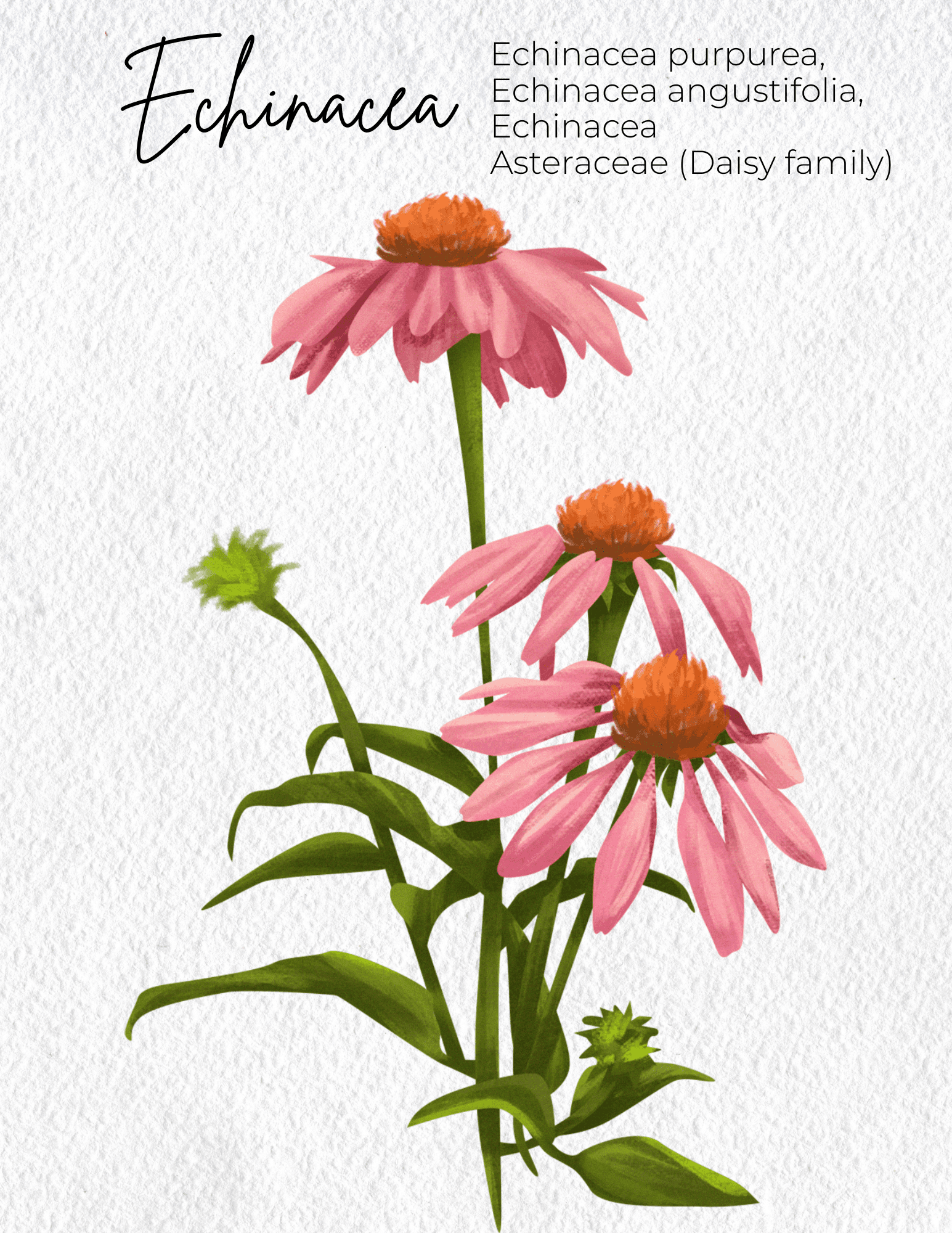 Echinacea Materia Medica