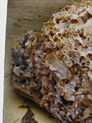 Estrutura de cerume em lâminas irregulares construída por abelhas sem ferrão dentro de caixa de madeira