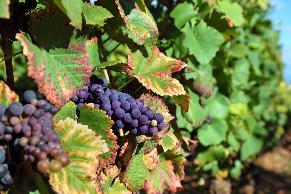 montepulciano d'abruzzo紅酒 montepulciano紅酒 montepulciano發音 Montepulciano Cantina Tollo Montepulciano d’Abruzzo Masciarelli Trebbiano d’Abruzzo Valentini Pecorino Cerasuolo d'Abruzzo 意大利酒 意大利紅酒 意大利白酒 意大利葡萄酒