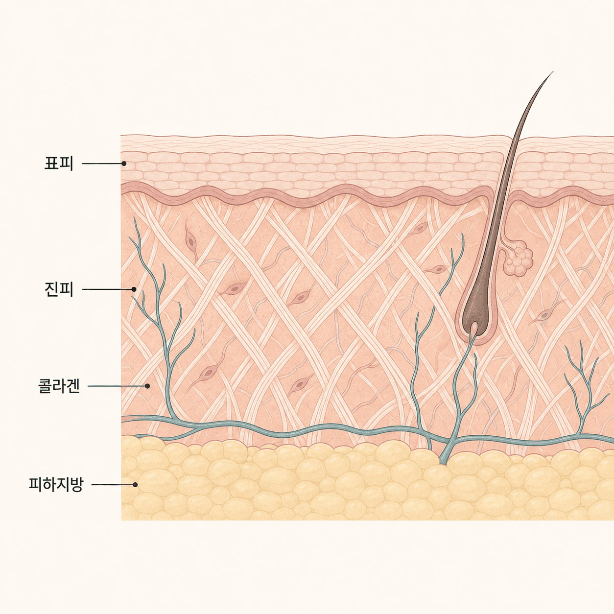 진피층을 촘촘히 채운 콜라겐 그물망과 피부 단면
