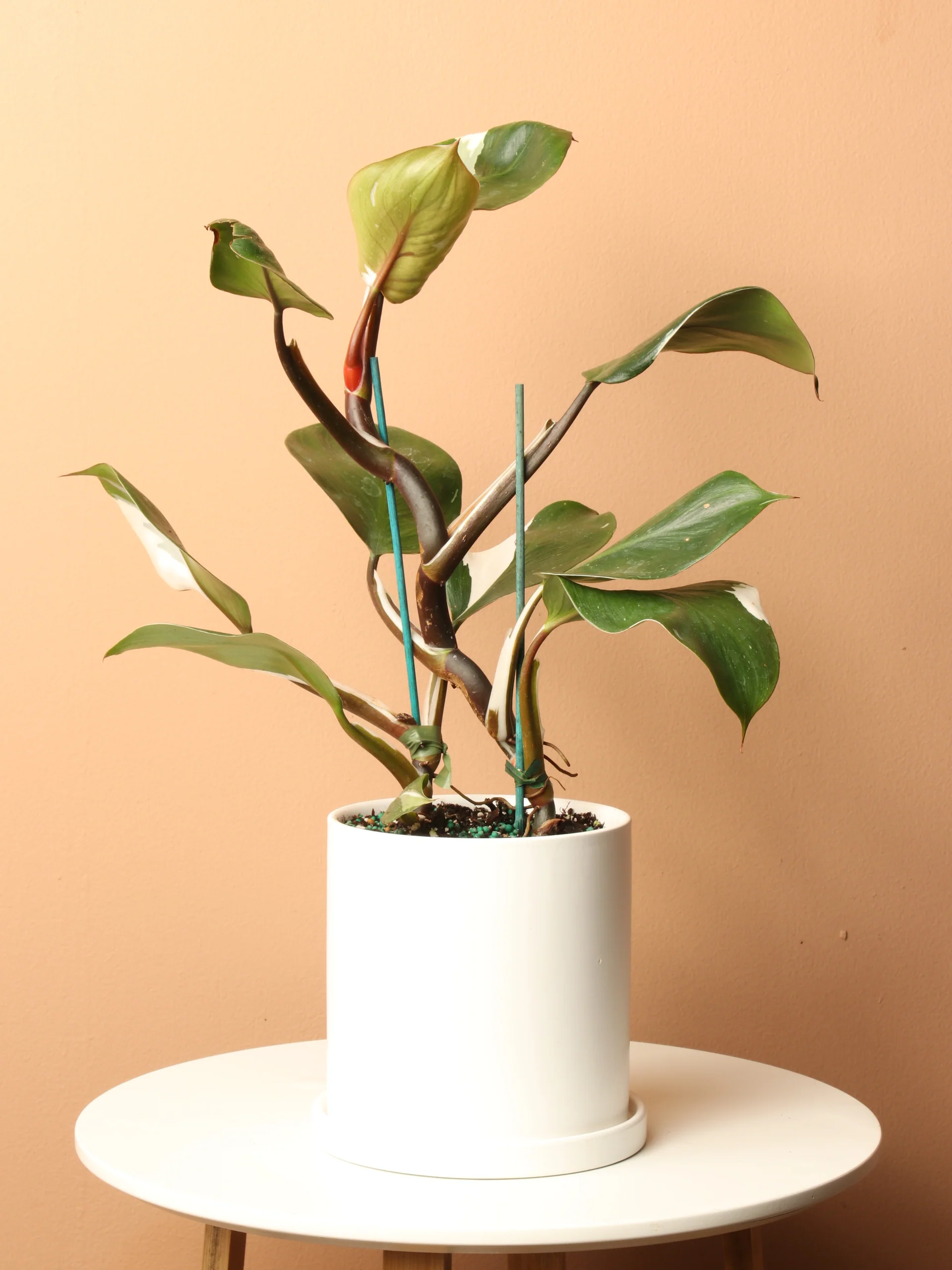 {{Common Name}} houseplant