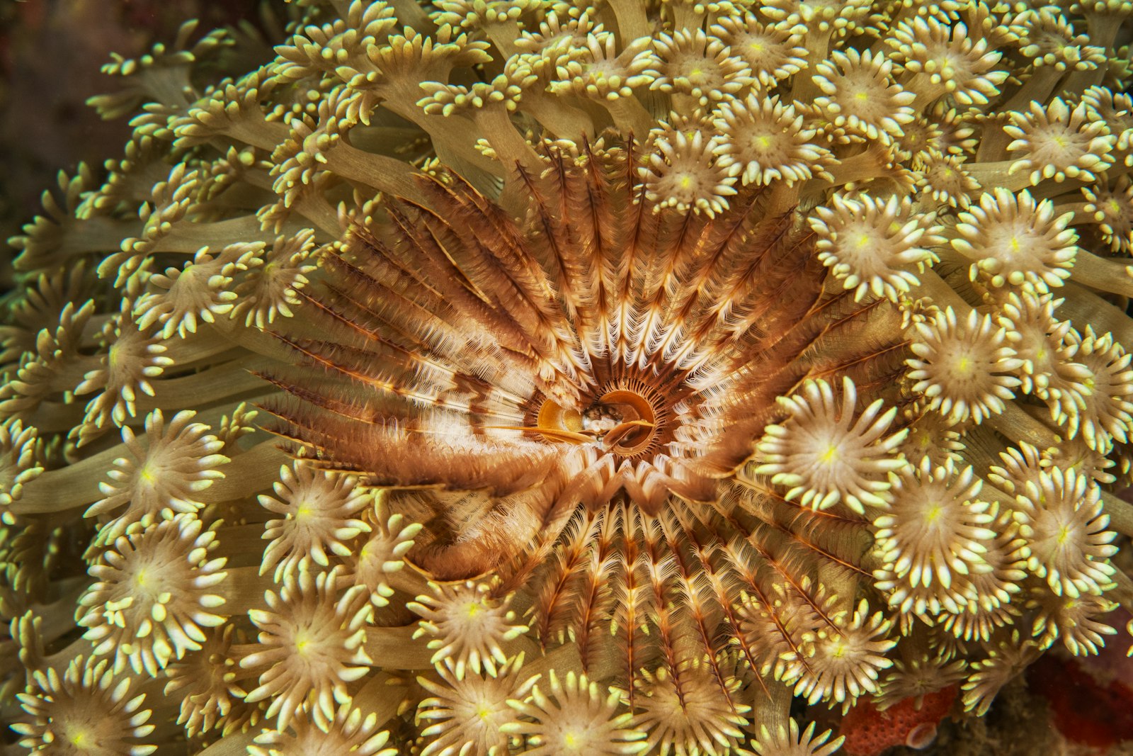 Feather duster tube worm surrounded by pale coral polyps on an Indonesian reef