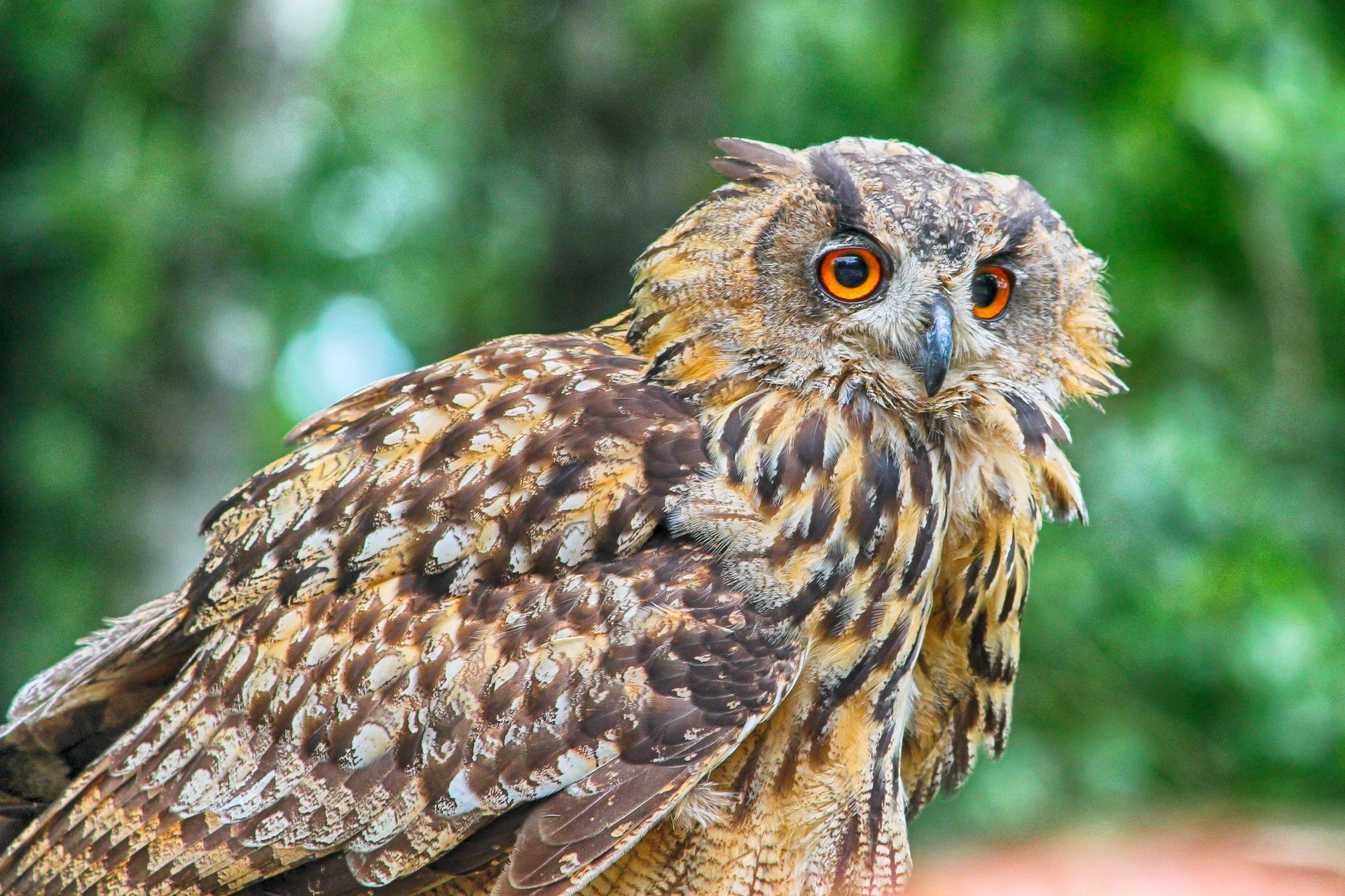 Close-up of lush, dark green leaves, some glossy and wet, against a muted background.