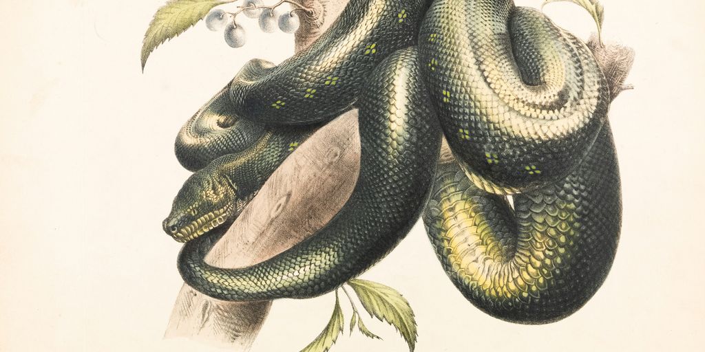 green and black snake illustration