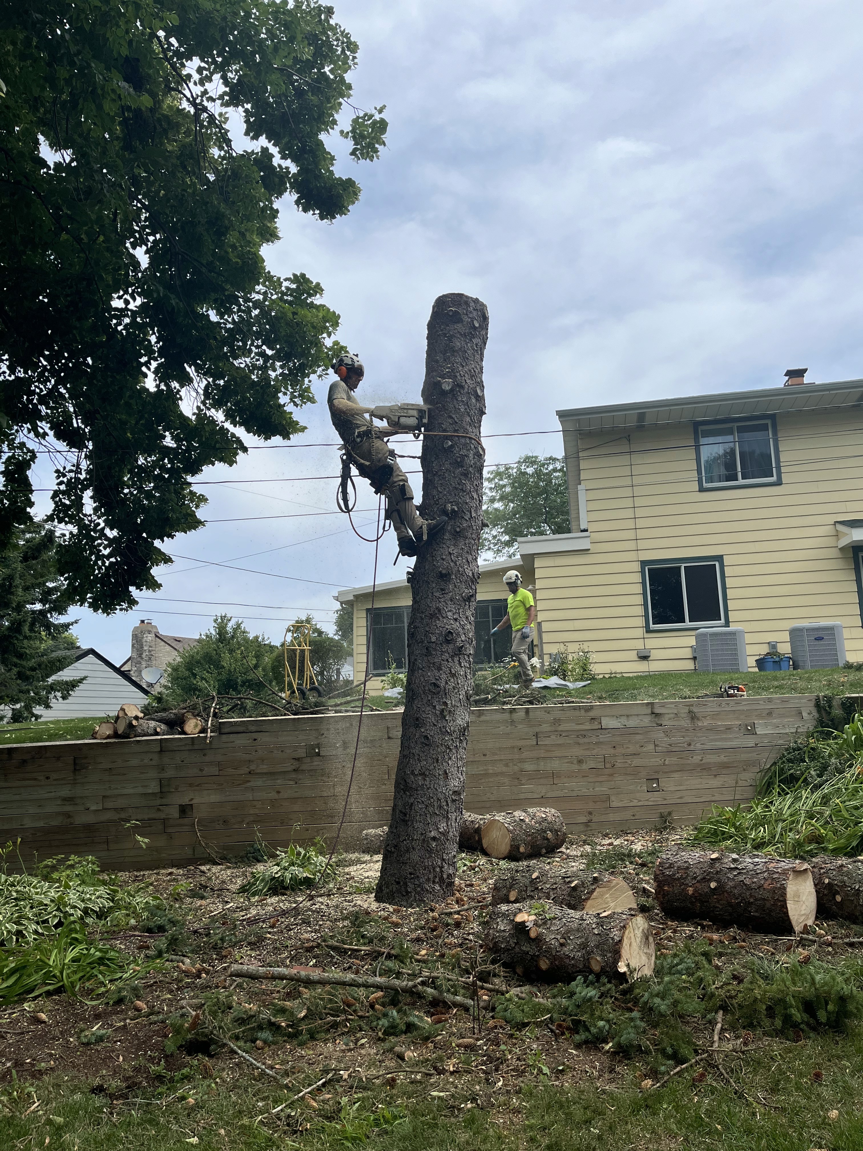 Tree service worker operating chainsaw while dismantling a large tree section by section