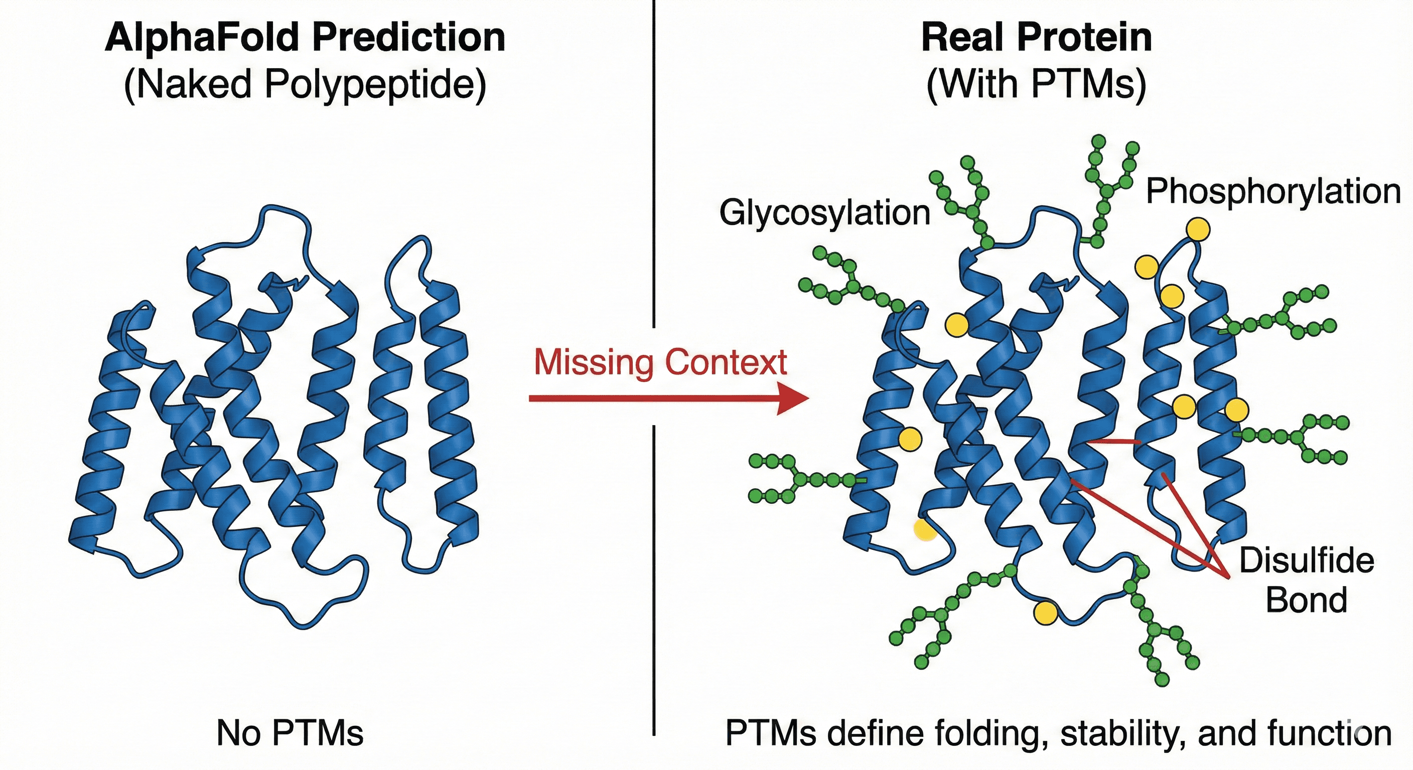 Diagram Showing the Effect of PTMs on Protein Structure and Folding