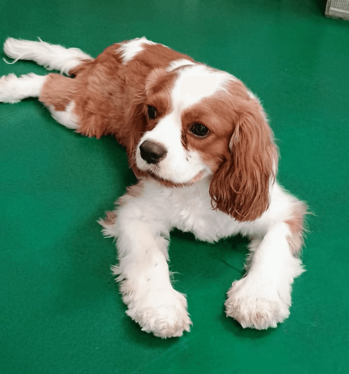 google review of dog boarding service in dubai