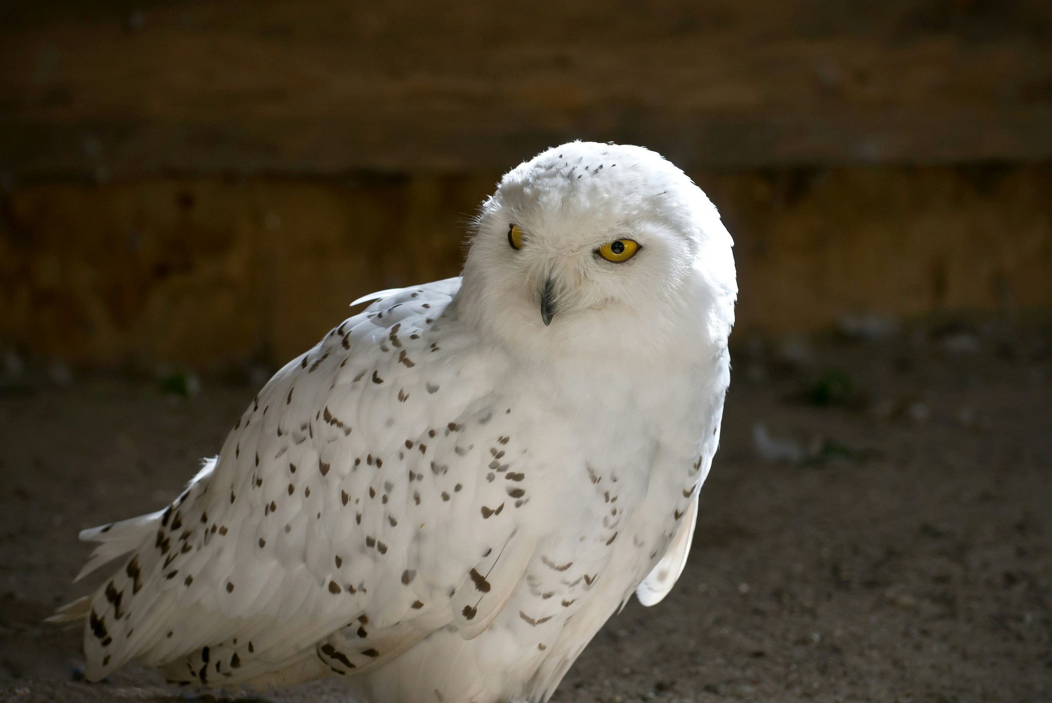 White owl in a barn