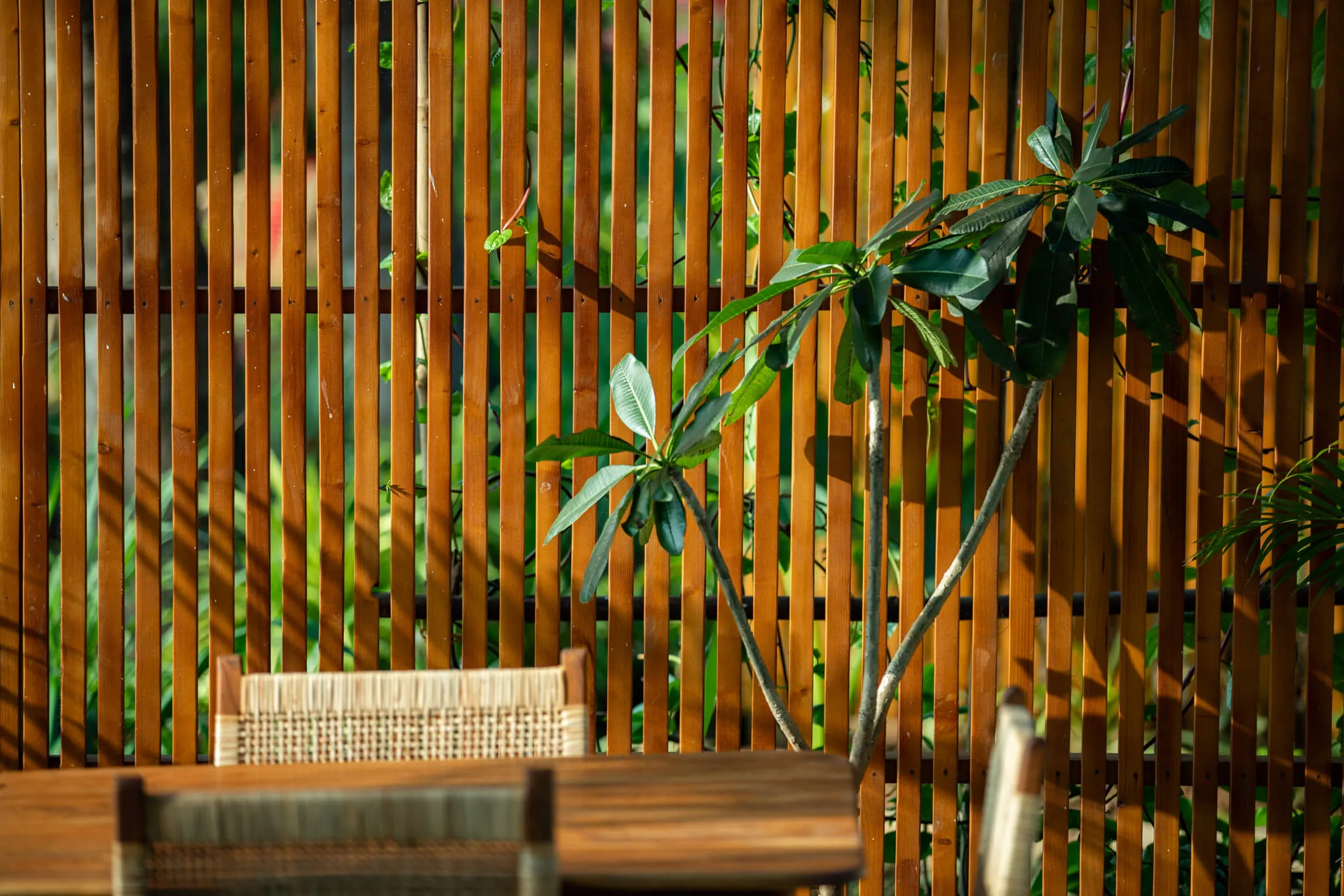 Warm timber slats and greenery at Casa Jaali
