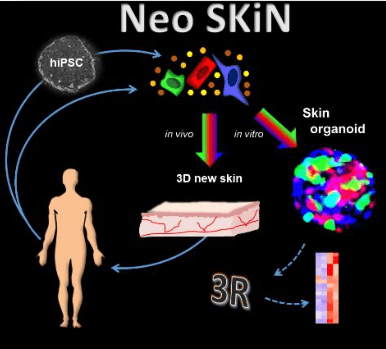 Neo skin: a cutting-edge, 3D-printed skin composed of advanced cellular structures.