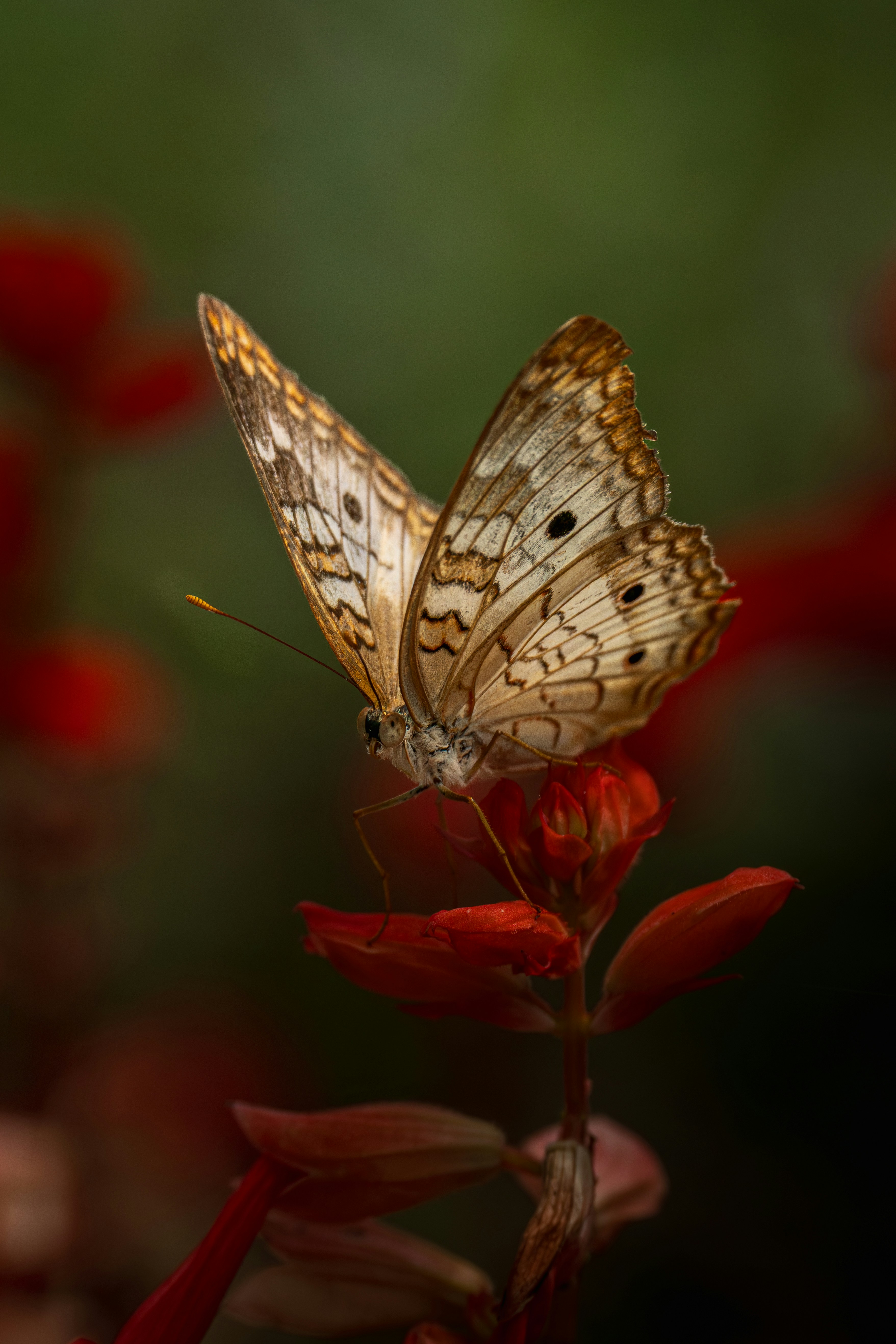 Butterfly rests on a red flower.