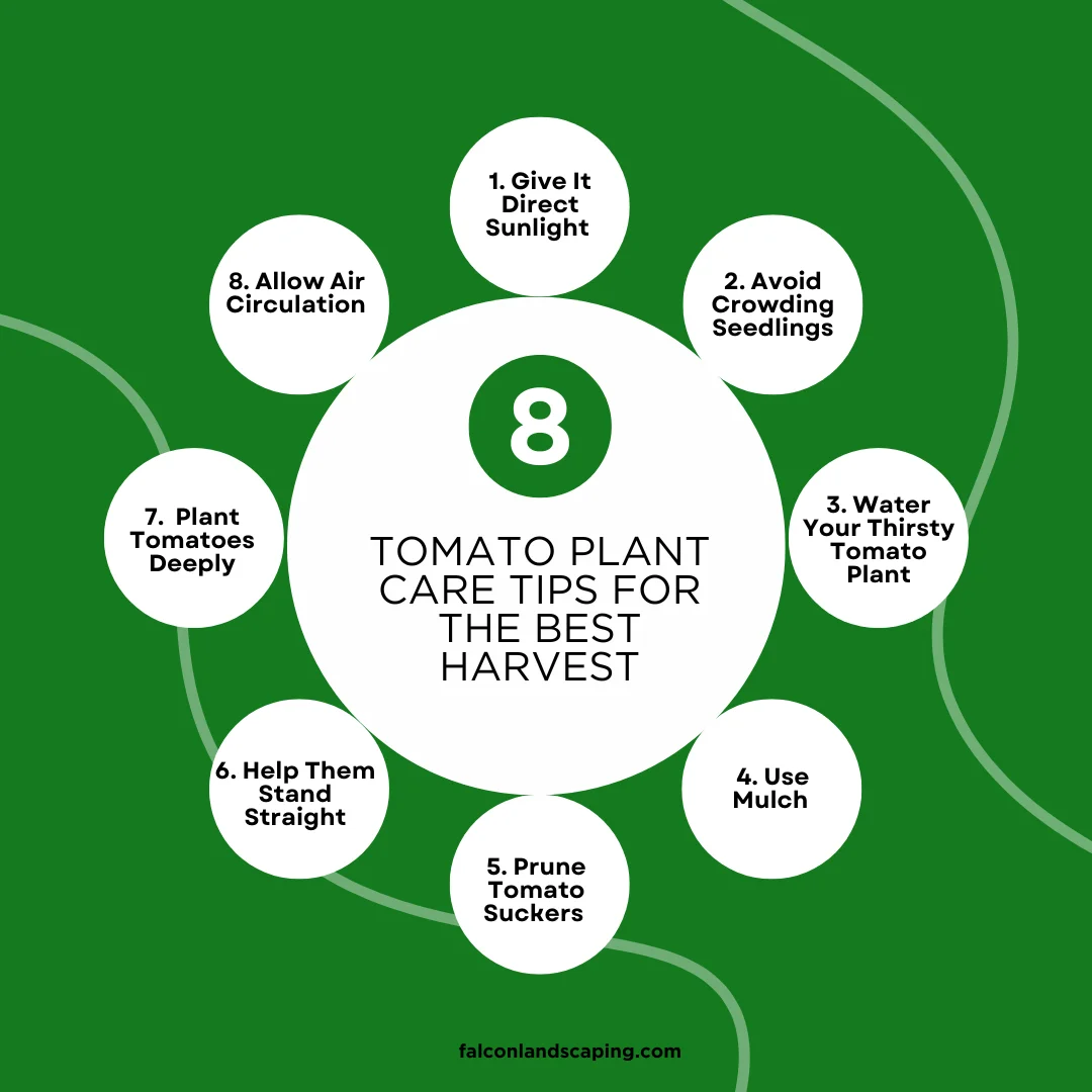 A circular chart providing the top tomato plant care tips
