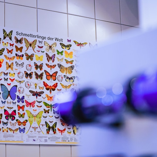 Le farfalle sono un elemento essenziale a INFINITUM