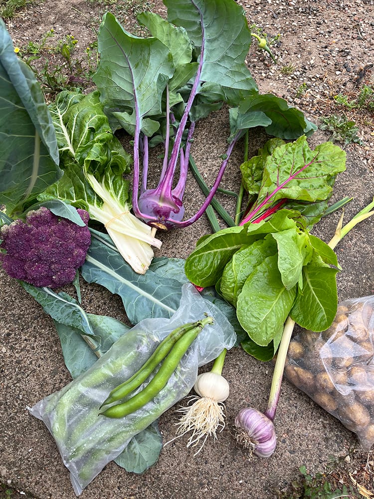 Grøntsager fra Egebjerggårds grøntkasser, bestående af lilla blomkål, lilla glaskål, hvidløg, nye kartofler, hestebønner og salat. 