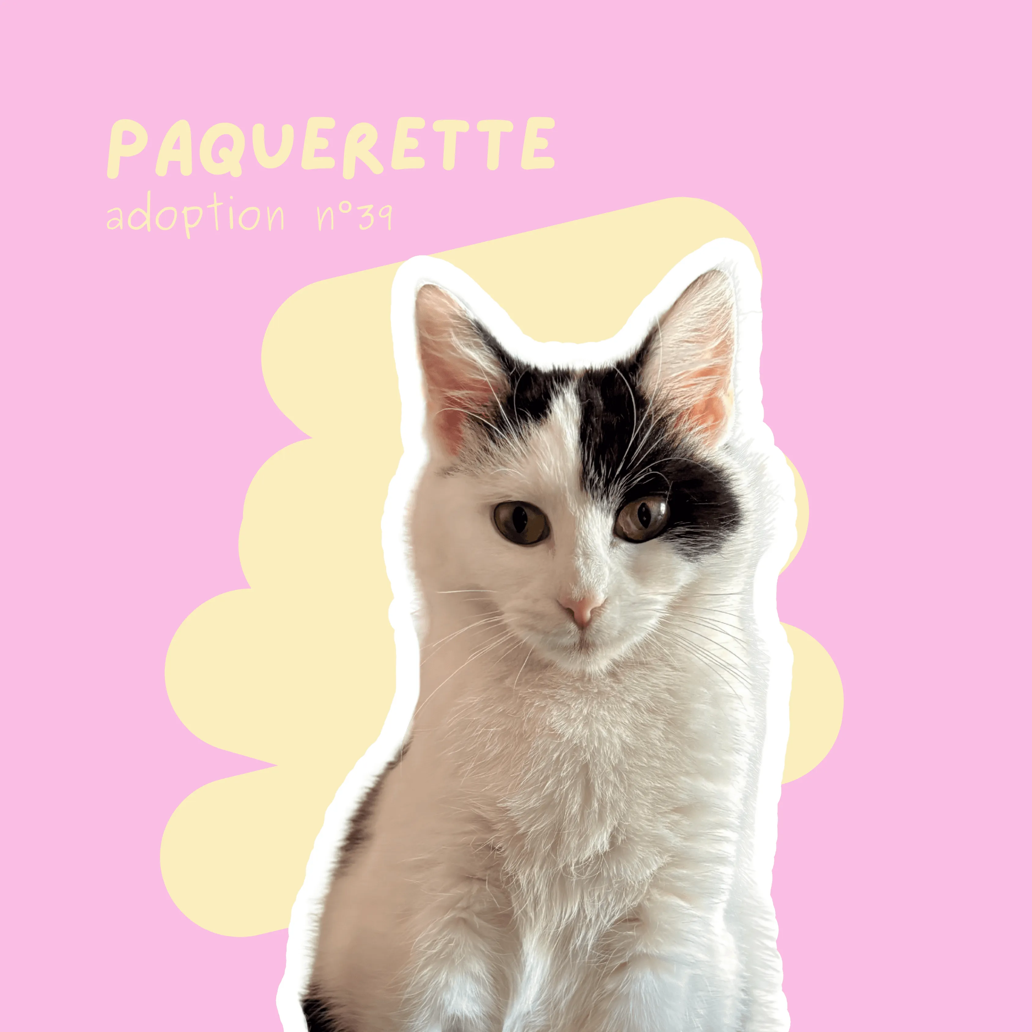 chat-paquerette