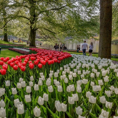 Keukenhof