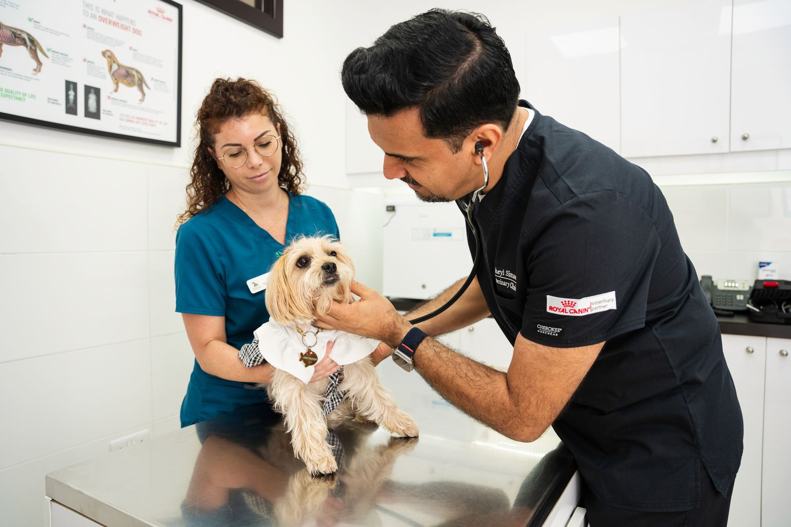 A veterinarian examines a small dog on a stainless steel table, using a stethoscope while a veterinary assistant gently holds the dog.