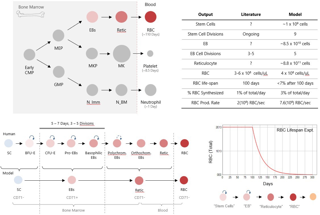 Silhouette of a researcher examining a slide under a microscope with a blue background.