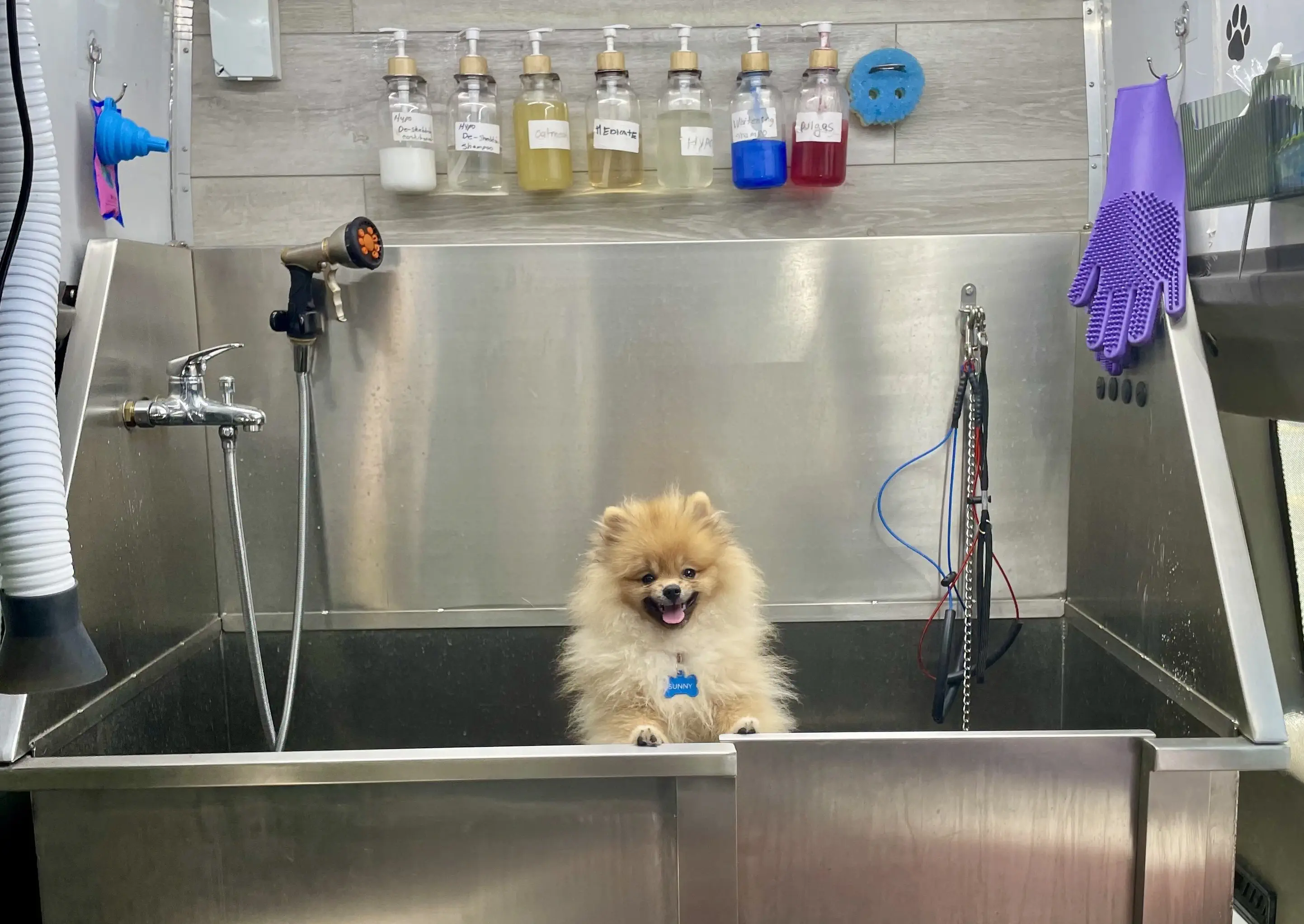 Tiny cute puppy looking happy in the bath