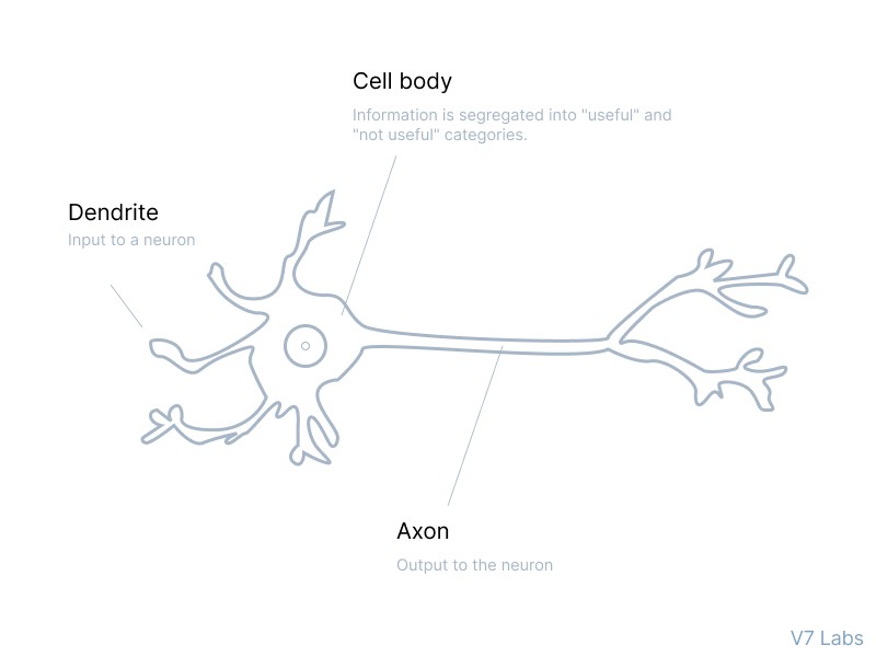 Neuron elements