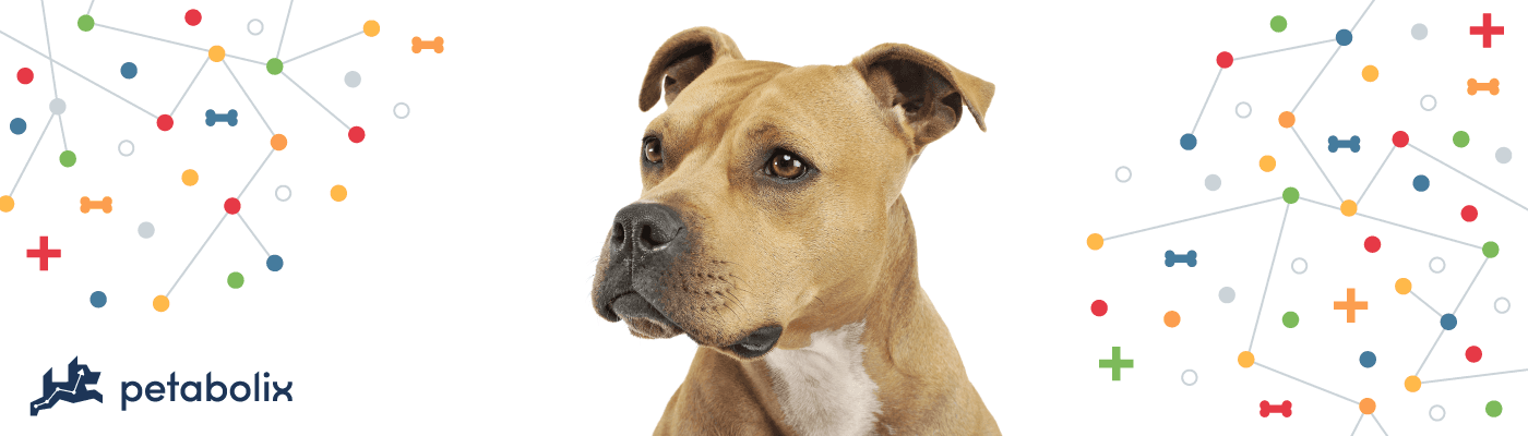 American Staffordshire Terrier image