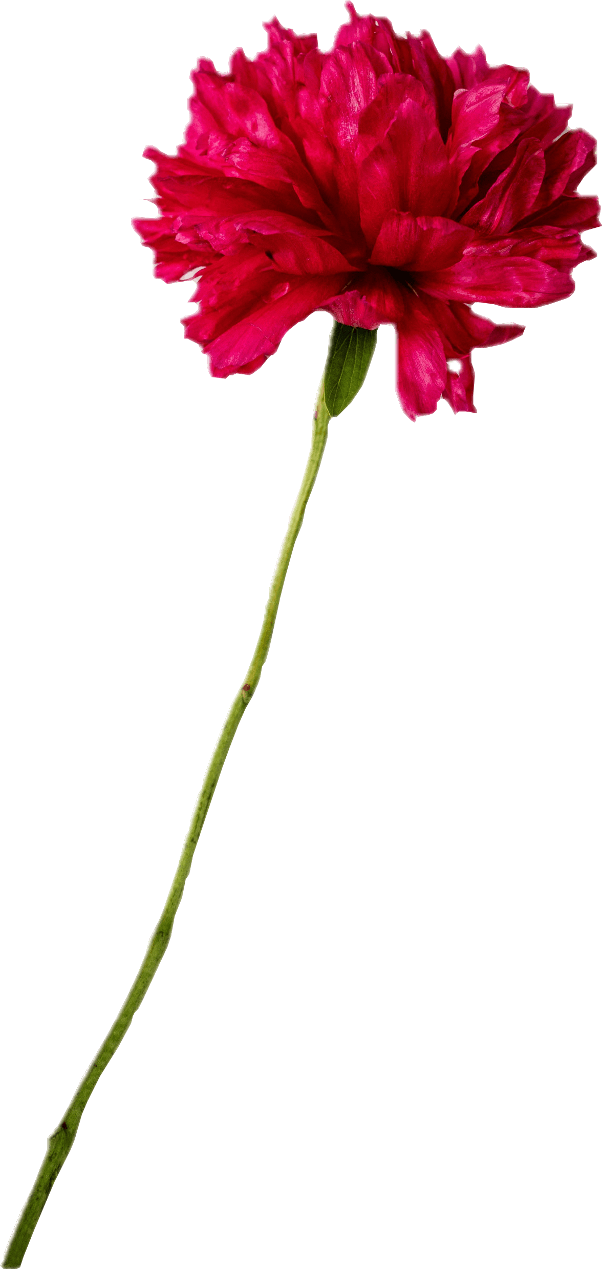 A red flower with a long stem.