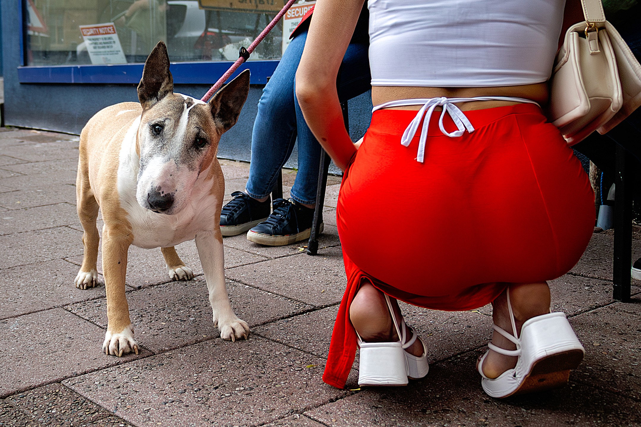 Bull terrier staring at the camera while a woman in a bright red skirt crouches nearby on a city sidewalk