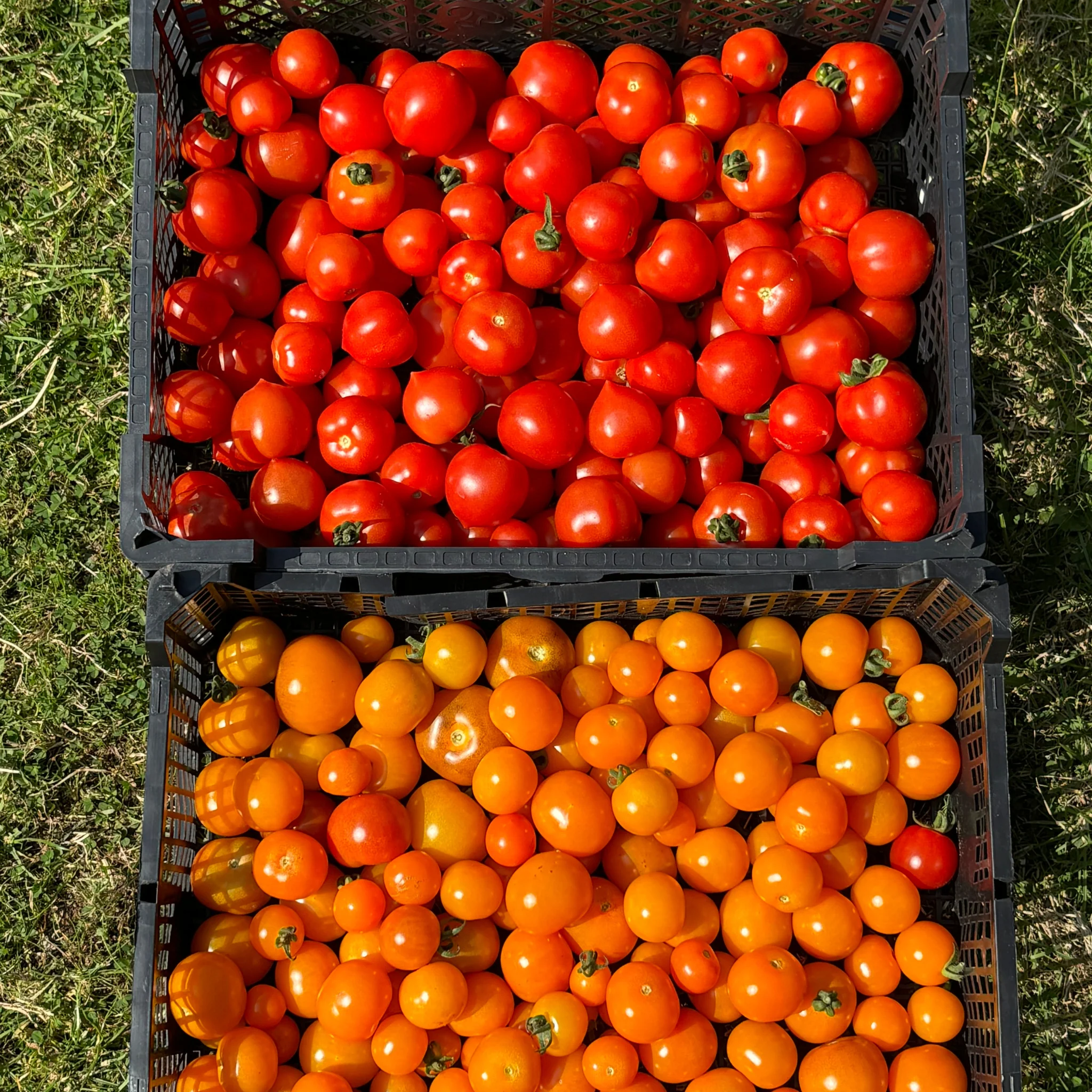 Many tasty vegetables which As One Restaurant Dublin are cooking with in order to have a lot of Food varity