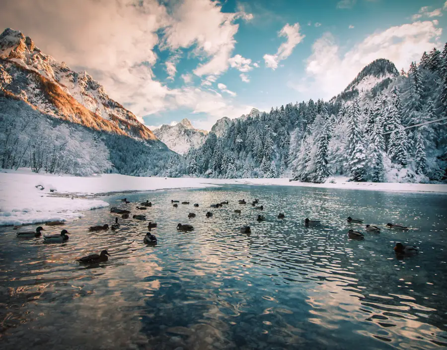A flock of mallard ducks swimming on the clear, turquoise waters of Lake Jasna in Kranjska Gora, Slovenia, surrounded by snow-covered banks, a frost-dusted pine forest, and the dramatic peaks of the Julian Alps under a bright winter sky.
