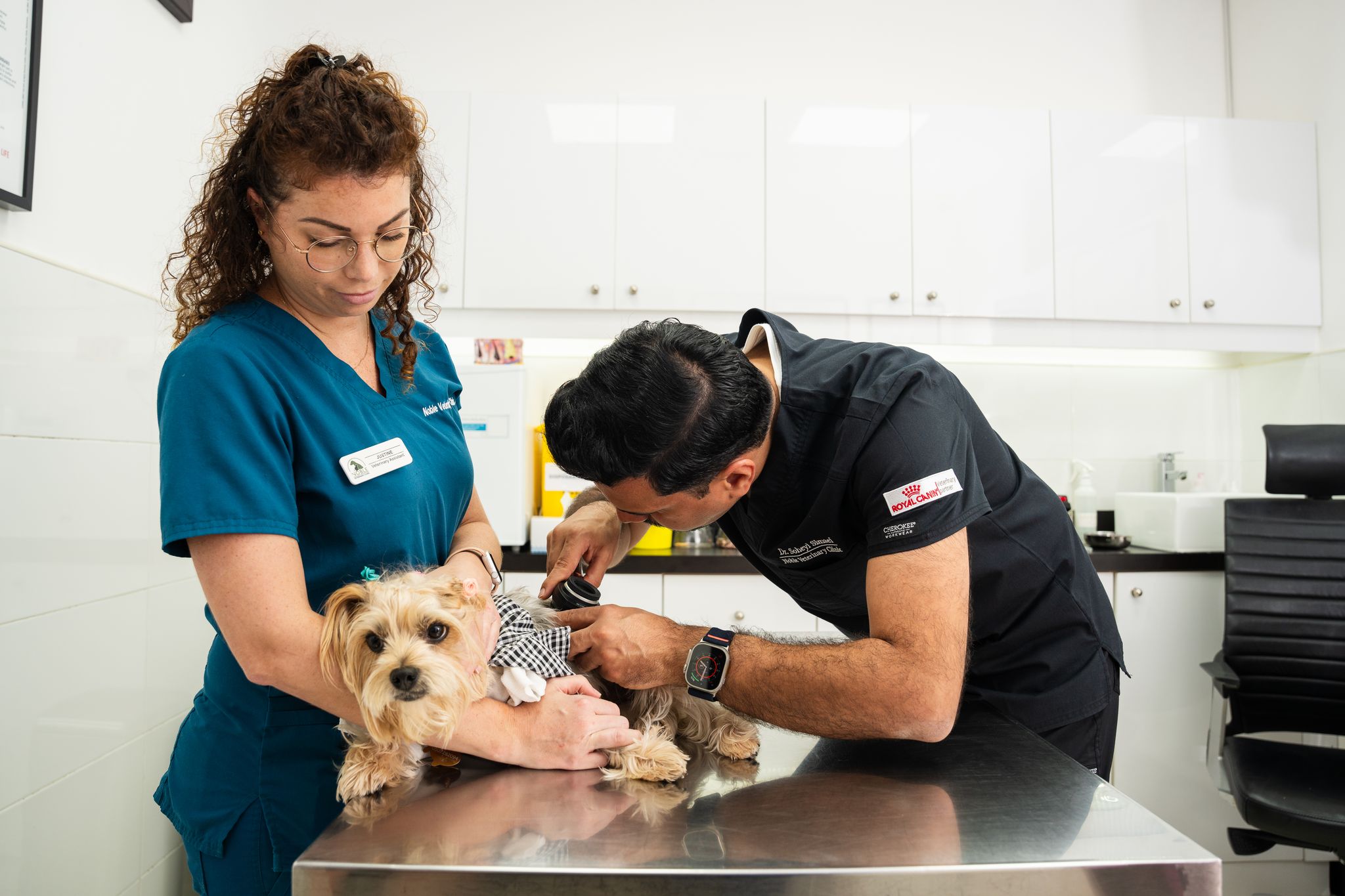 A veterinarian is using a tool to check for the cause of the dog's hot spots. Another vet is holding the dog gently.