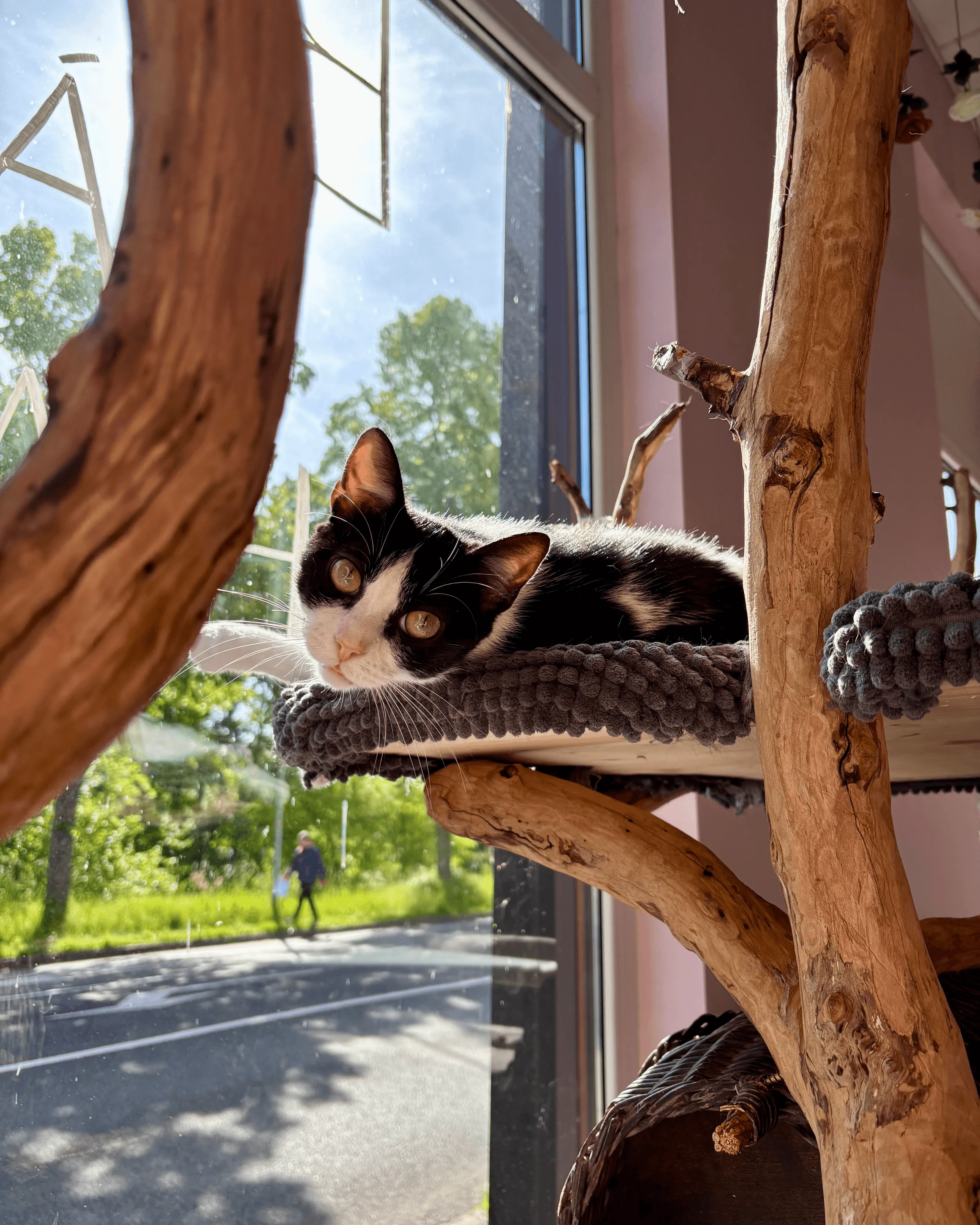 chat-hibou-arbre