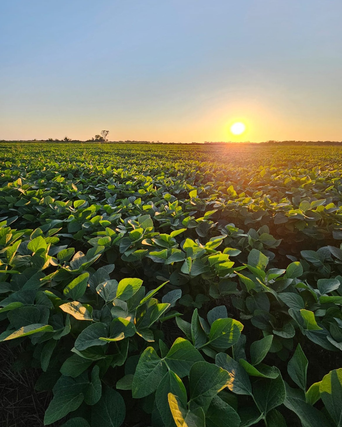 Puna Bio – Soybean field at sunset