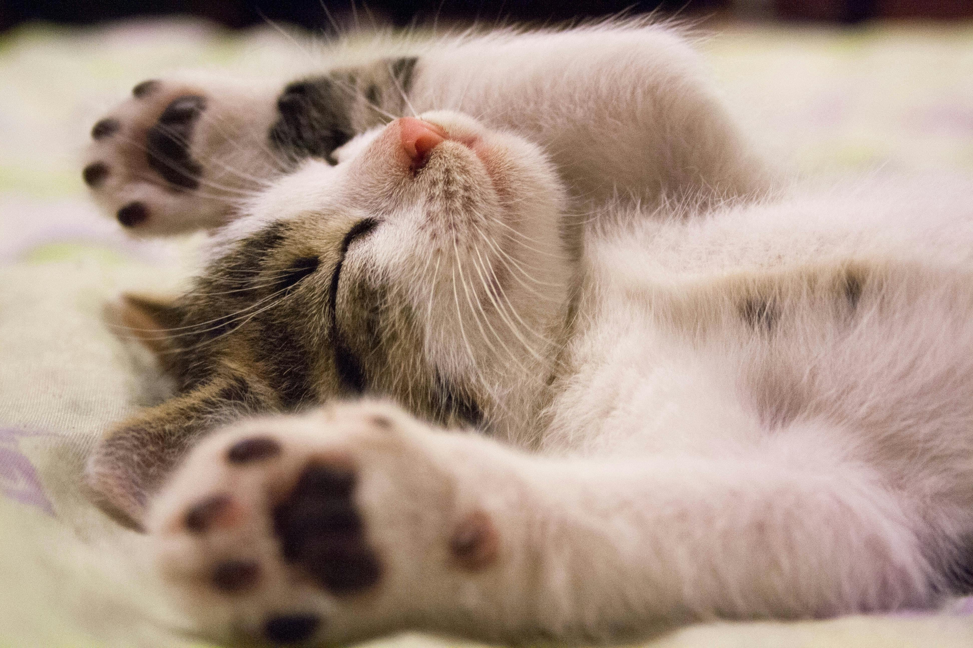 Close-up Photo of Cute Sleeping Cat