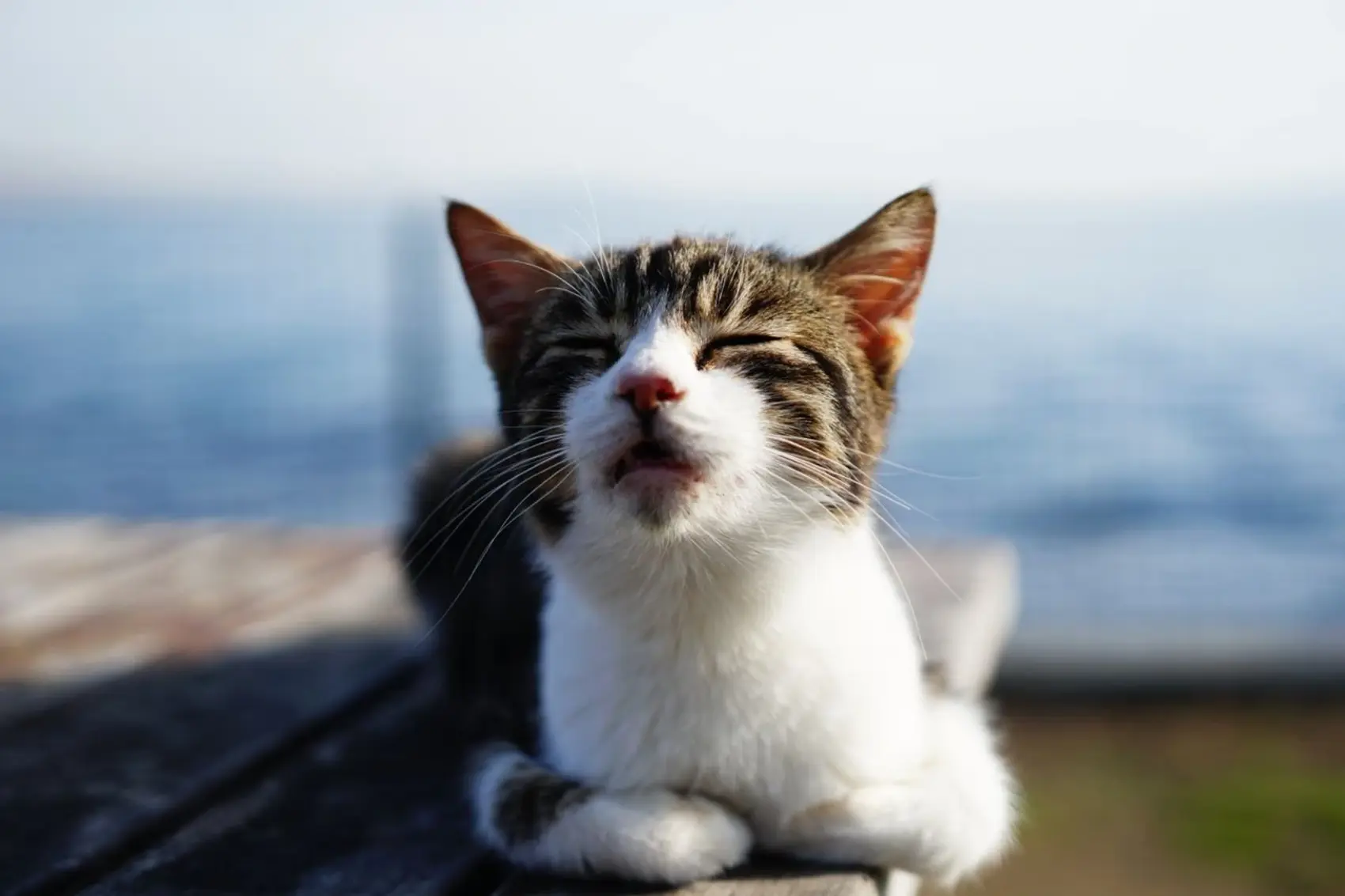 A cat is lying down on a wooden table and preparing to let out a sneeze.