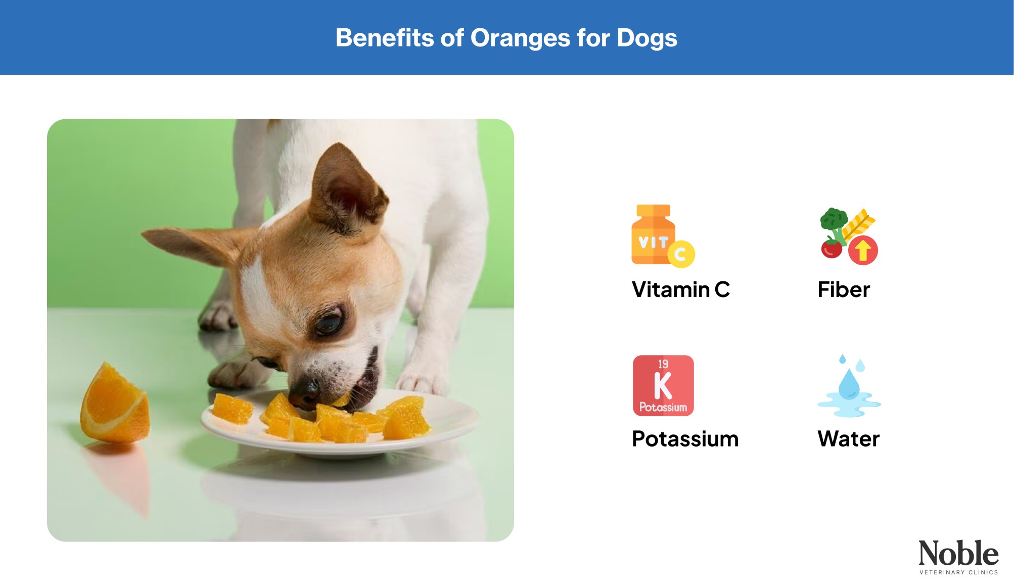 An inforgraphic showing the benefits of oranges for dogs.