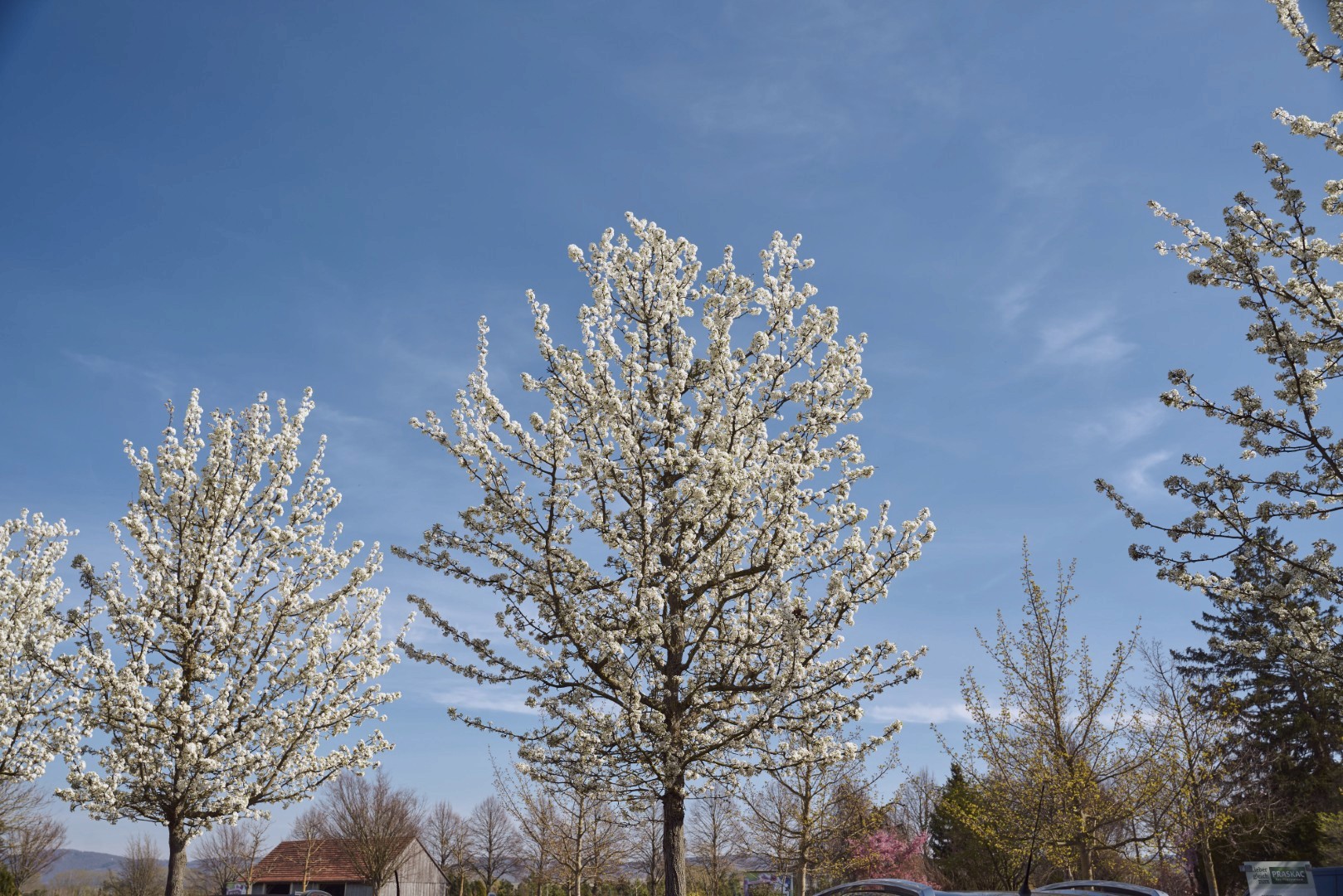 Pyrus calleryana mit aufrechtem Wuchs, verzweigter Krone und zahlreichen kleinen weißen Blüten entlang der Äste.