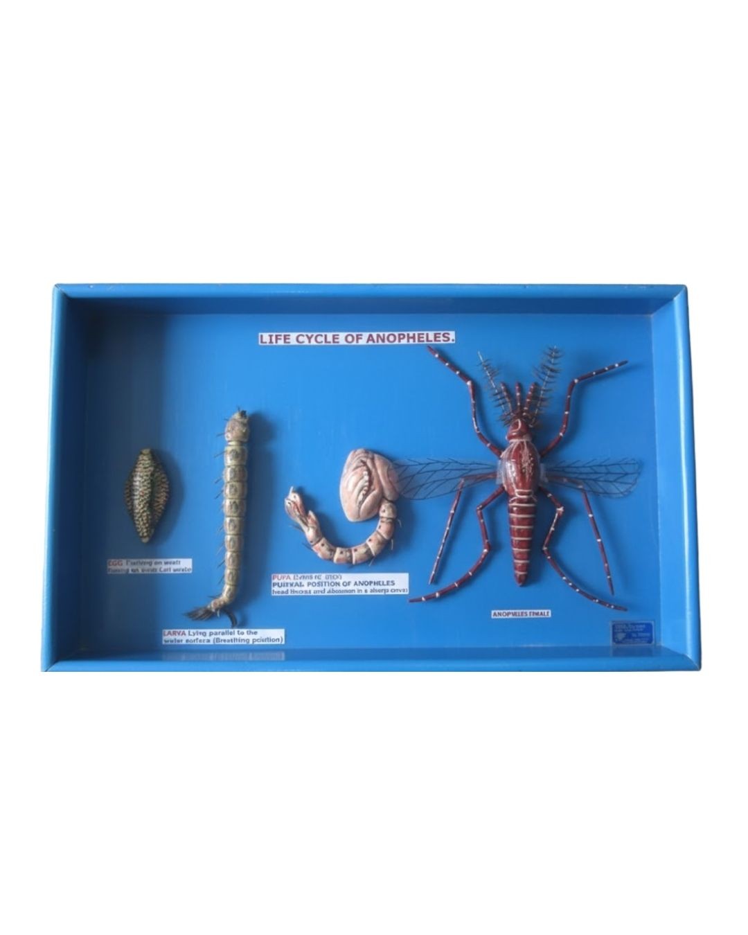 Life Cycle of Anopheles