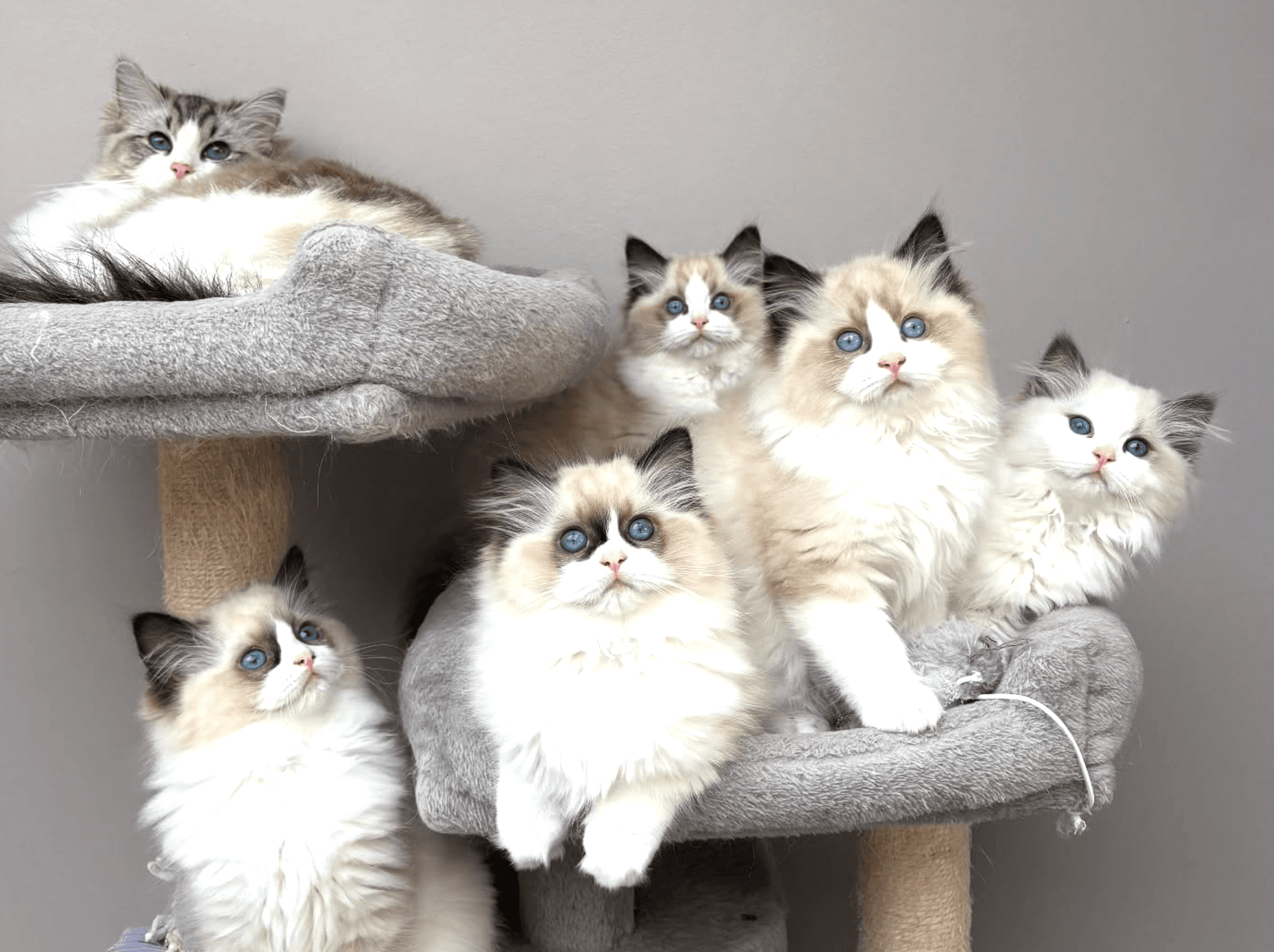 Chatons ragdoll Belgique