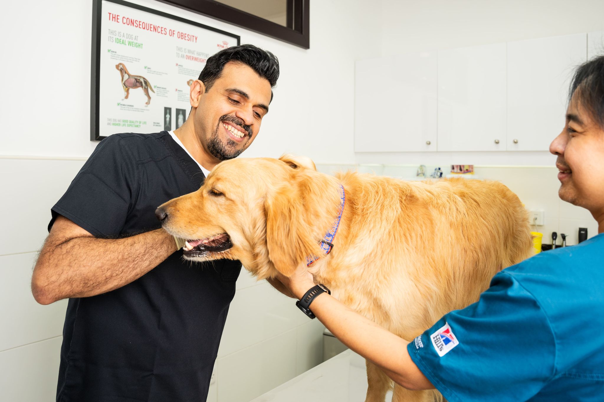 Are Bean Sprouts Safe for Dogs?