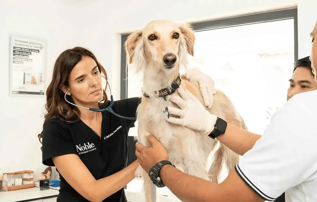 At Noble Veterinary Clinic, Dr. Mafalda Sardinha performs a physical check-up on a dog, listening to its heartbeat as part of a routine health assessment.