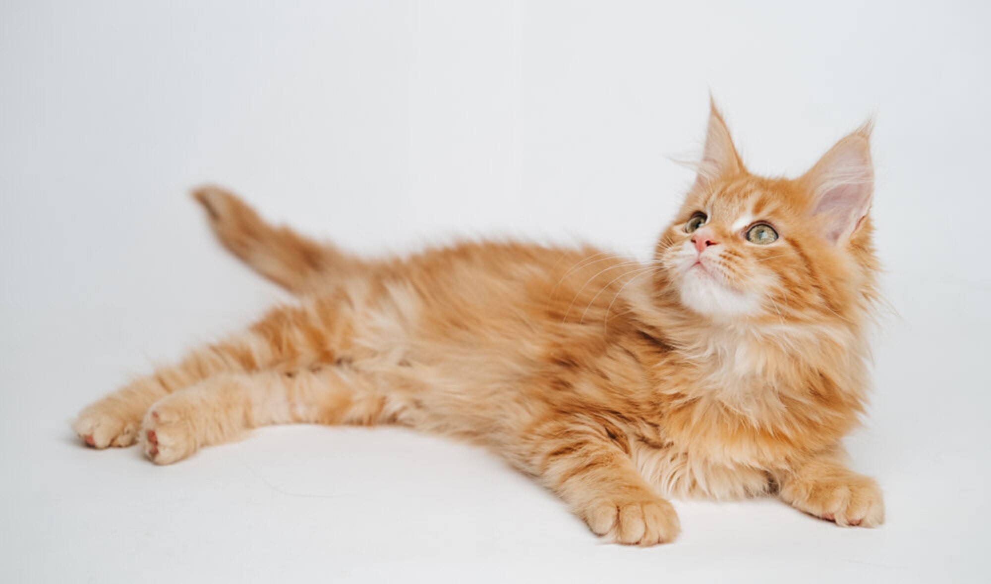 Relaxed feline lying on the floor with white background, producing soft and adorable cute cat photos by Mahvin Photography.