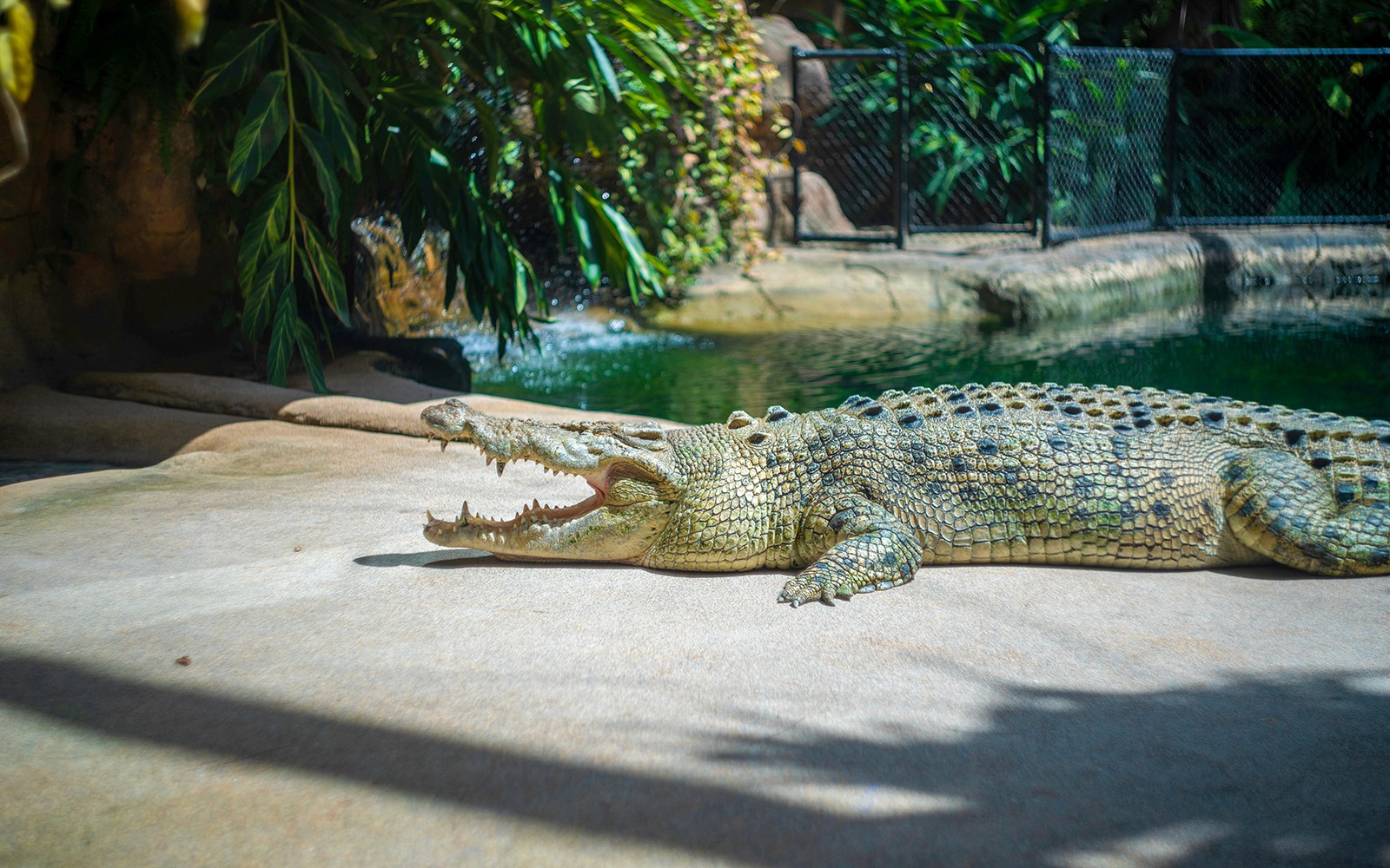 Un coccodrillo che si crogiola vicino all'acqua al WILD LIFE Sydney Zoo.