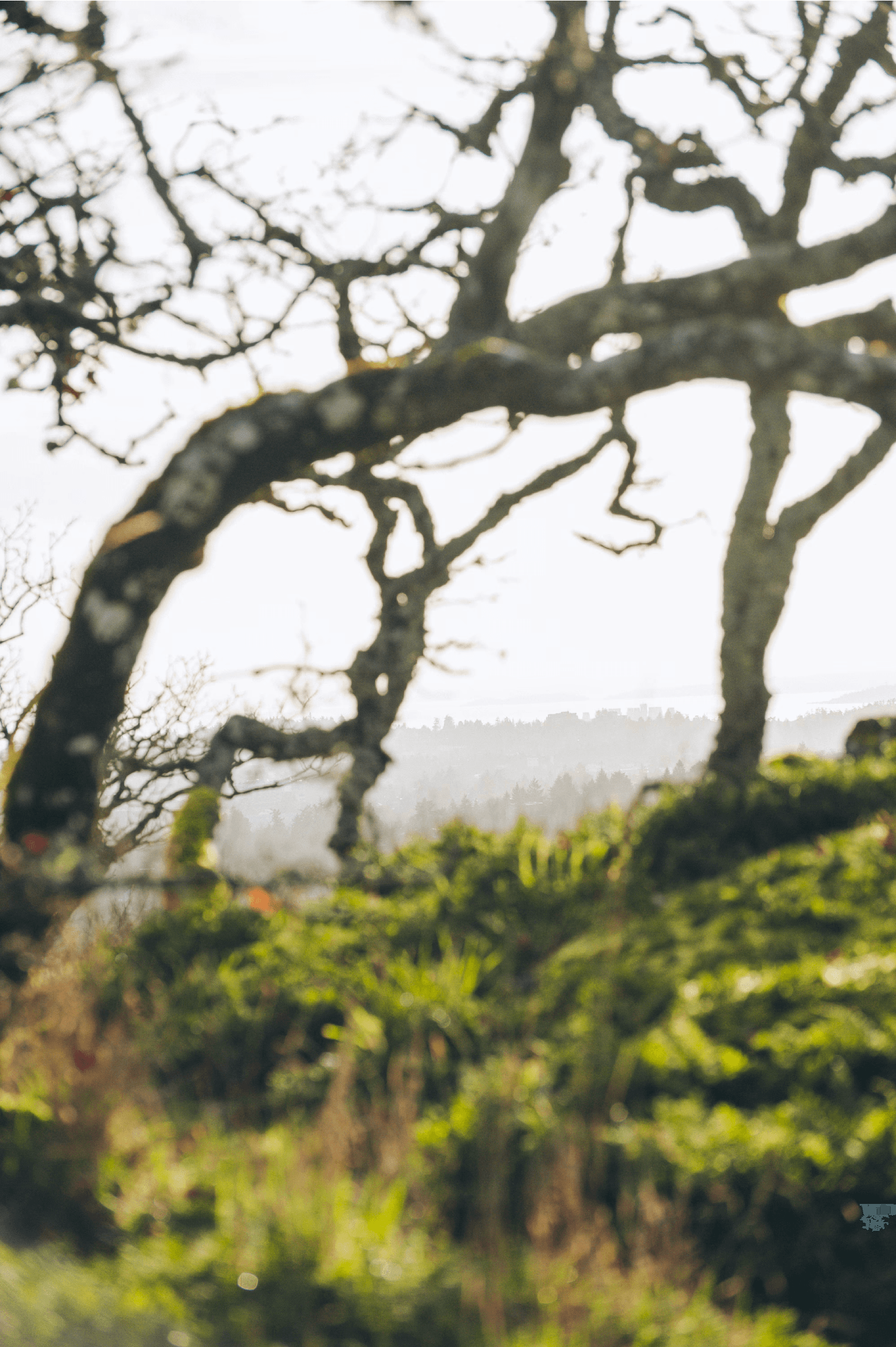  background)Bare tree branches silhouetted against a bright overcast sky