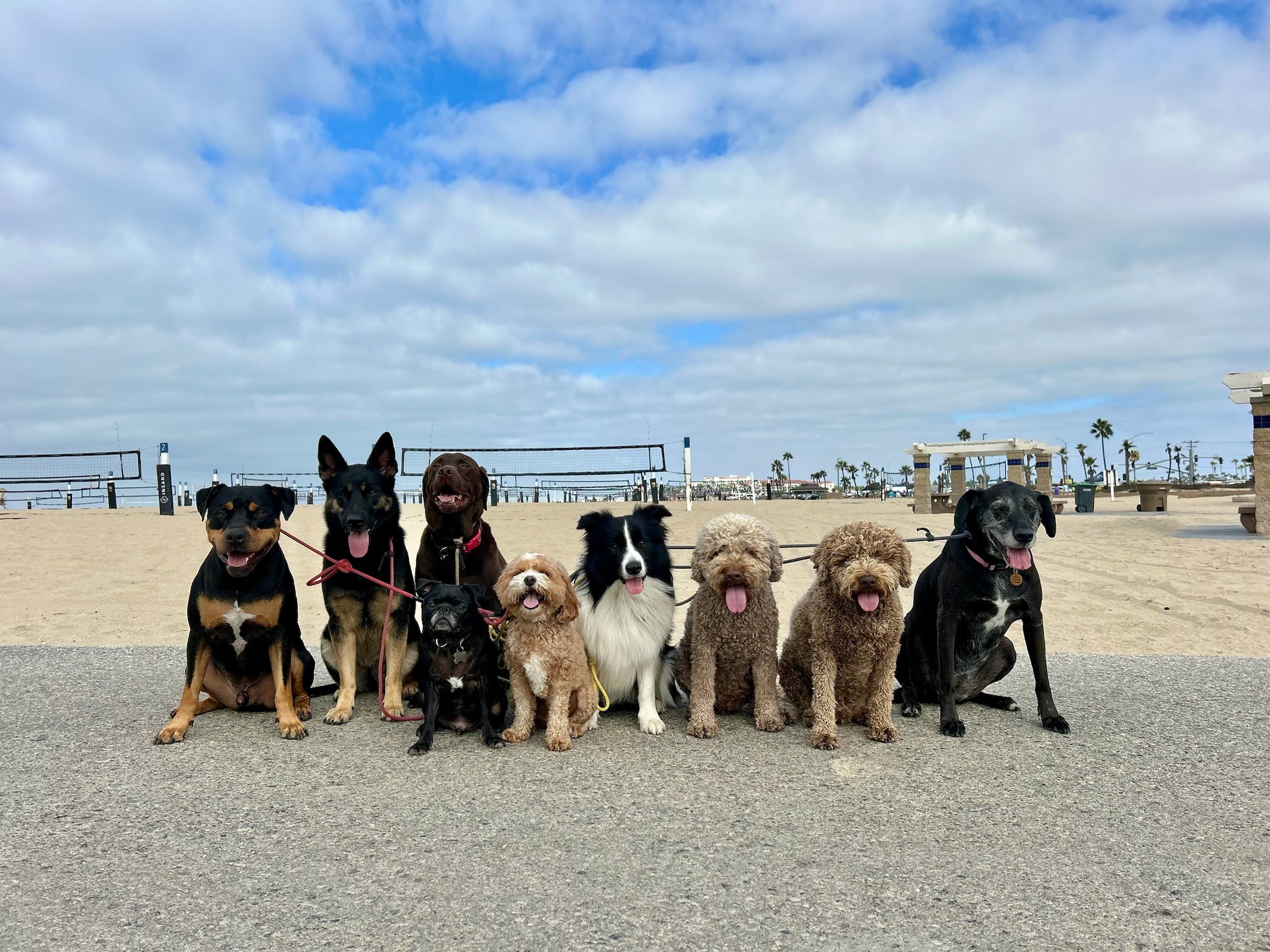 Eight dogs of various sizes and colors sit together on pavement during dog walking in Orange County
