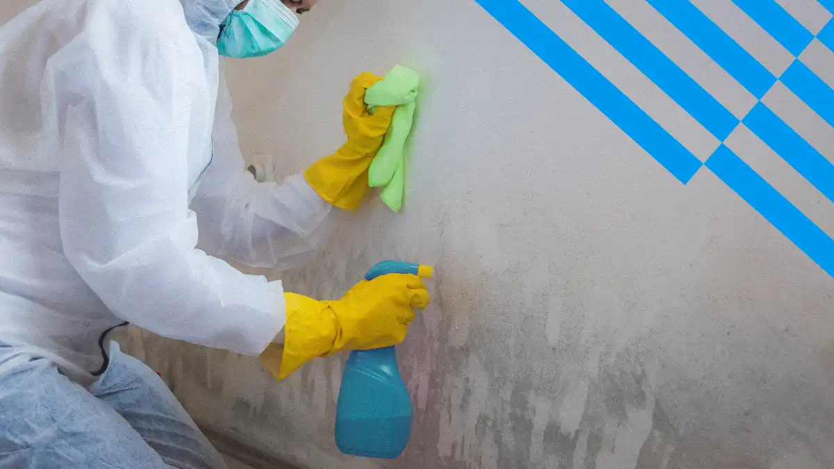 Restaurator reinigt Schimmel an einer Wand